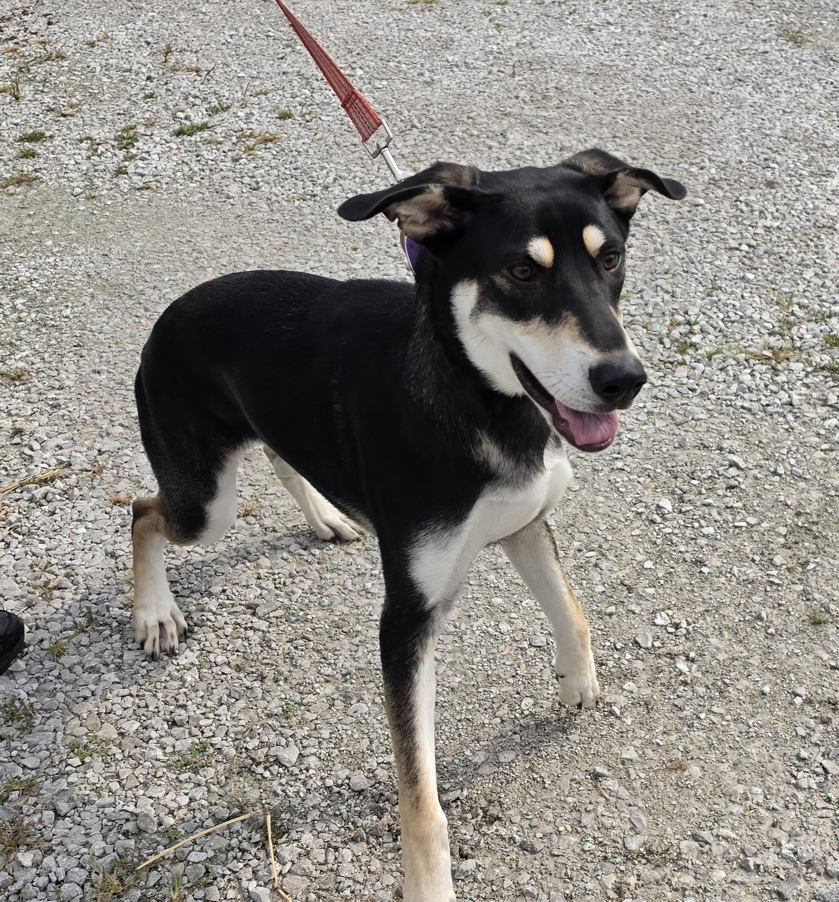 Enlarge Angel, a ADOPTABLE mixed breed in Terre Haute, IN image 2/5