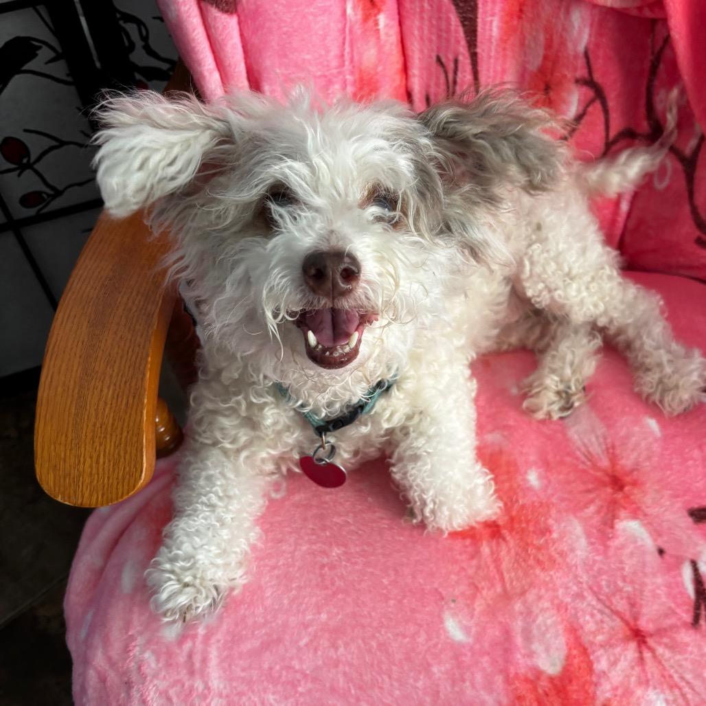 Trina, Adoptable, Senior Female Poodle.