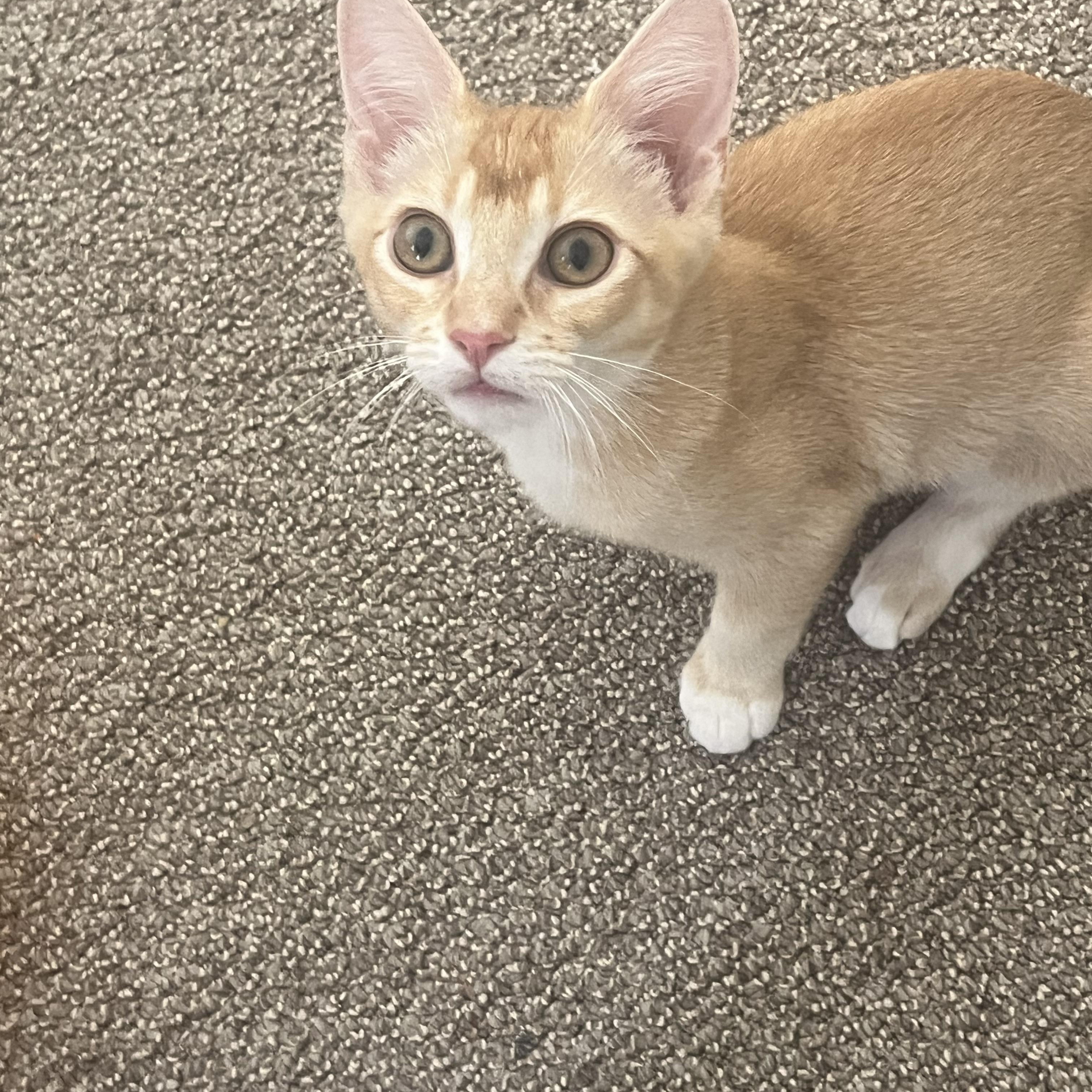 Enlarge Stuart (Stinky), a Adoptable Domestic Short Hair in Davis, CA image 4/4