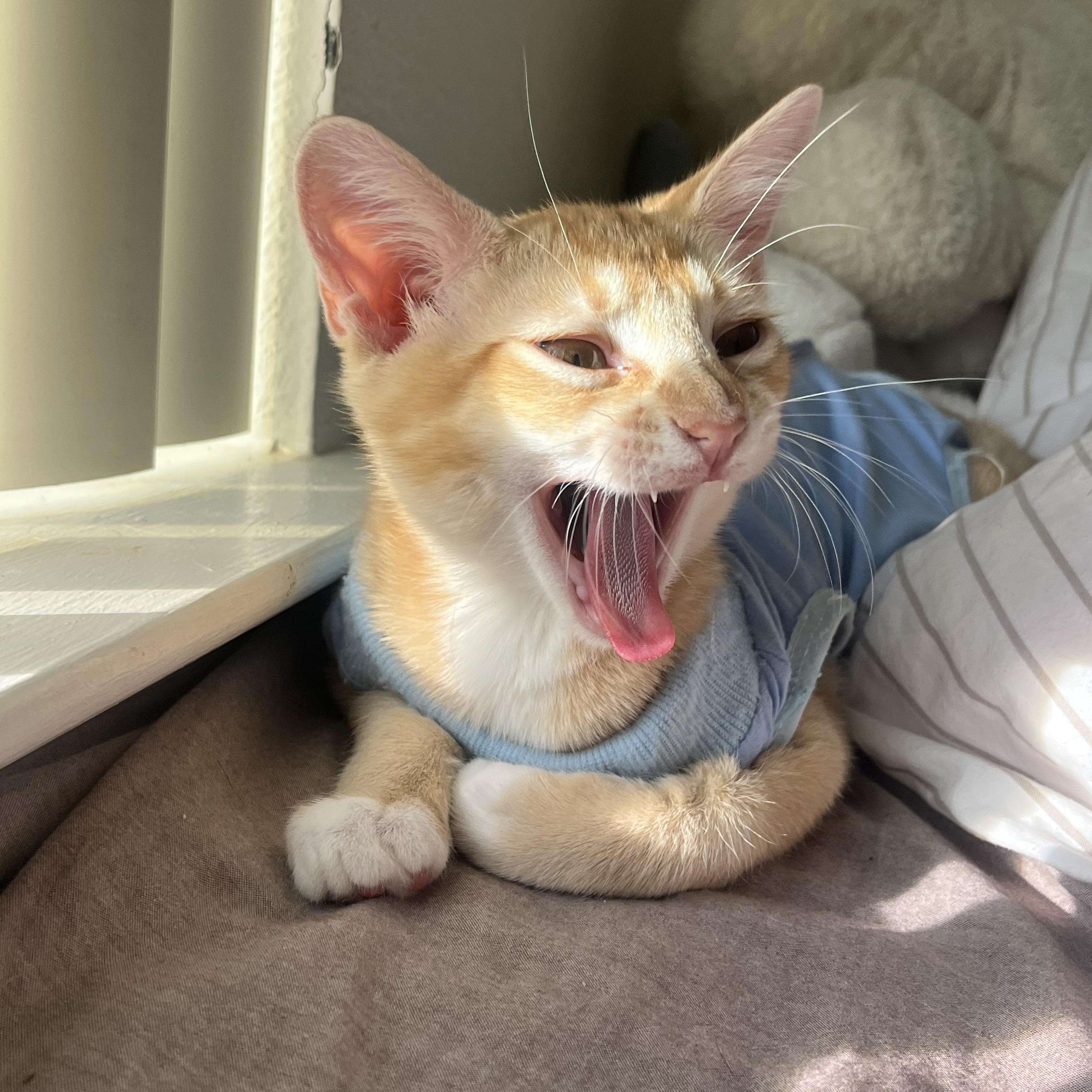 Enlarge Stuart (Stinky), a Adoptable Domestic Short Hair in Davis, CA image 3/4