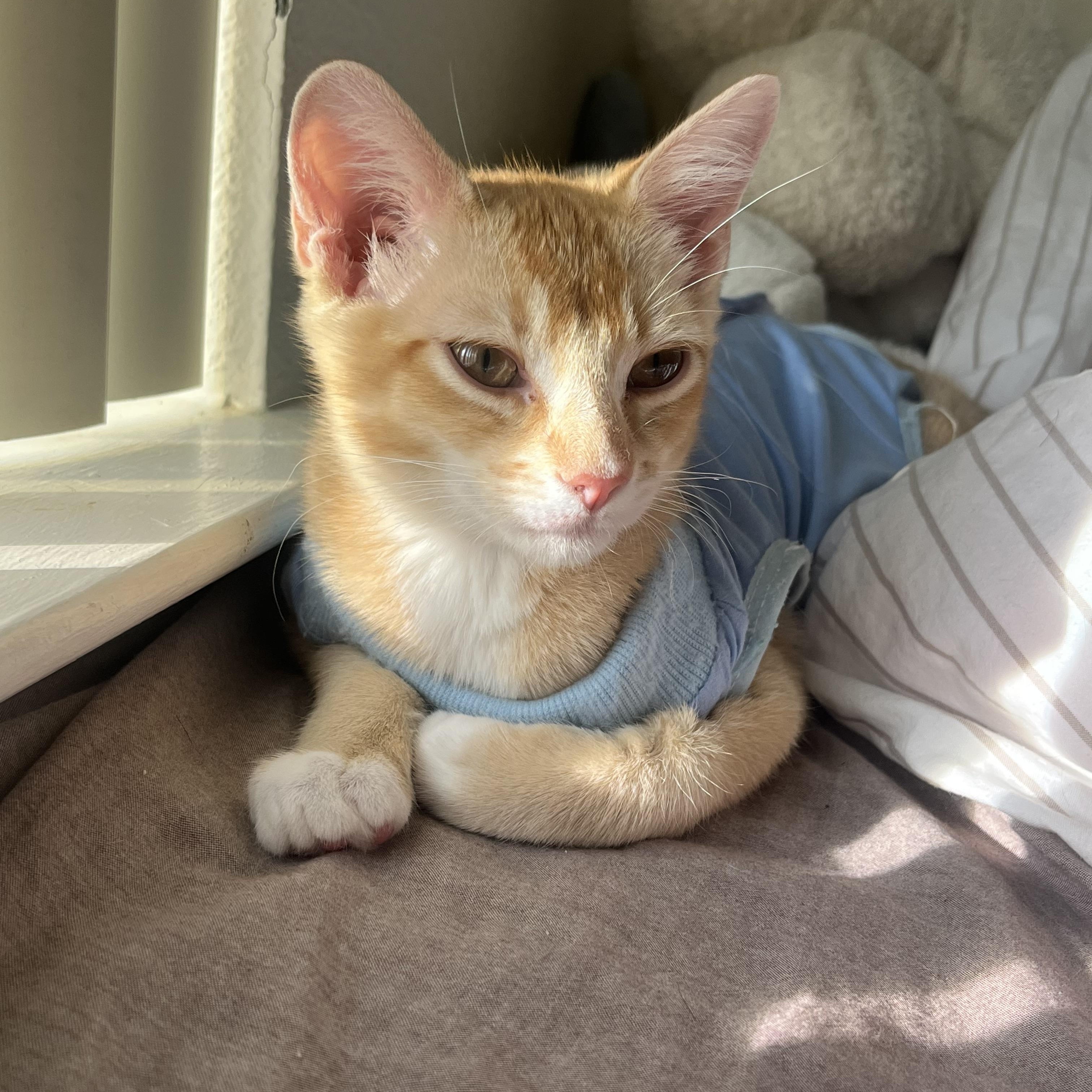 Stuart (Stinky), Adoptable, Kitten Female Domestic Short Hair.