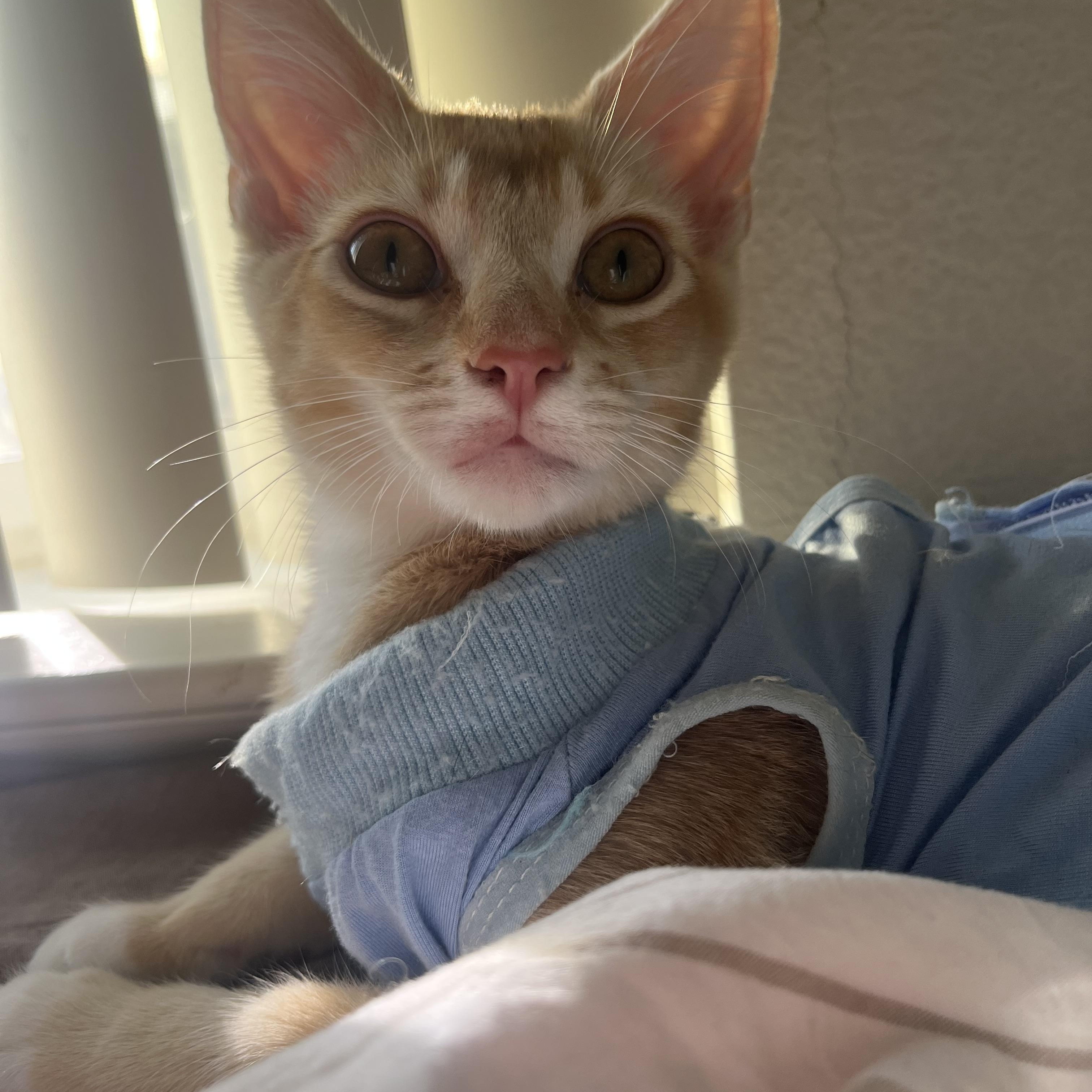 Enlarge Stuart (Stinky), a Adoptable Domestic Short Hair in Davis, CA image 2/4