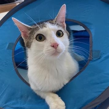 SANDY, an adoptable Domestic Short Hair in Campbell River, BC, V9W 5A7 | Photo Image 4