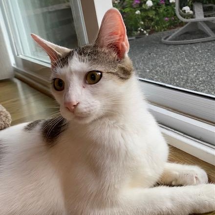 SANDY, an adoptable Domestic Short Hair in Campbell River, BC, V9W 5A7 | Photo Image 3