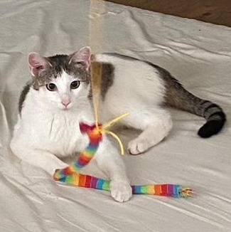 SANDY, an adoptable Domestic Short Hair in Campbell River, BC, V9W 5A7 | Photo Image 2