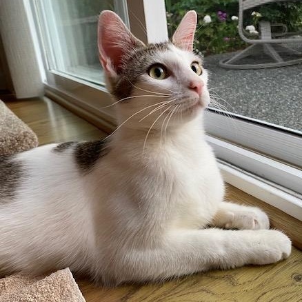 SANDY, an adoptable Domestic Short Hair in Campbell River, BC, V9W 5A7 | Photo Image 1
