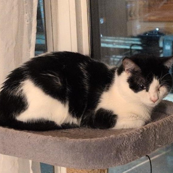 Moozer, a ADOPTABLE Domestic Short Hair in Morden, MB image 1/3