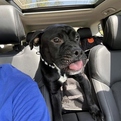 Enlarge Bobo, an adoptable mixed breed in Reisterstown, MD image 5/5