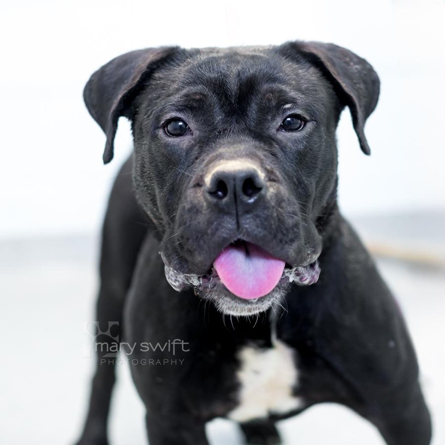Enlarge Bobo, an adoptable mixed breed in Reisterstown, MD image 2/5