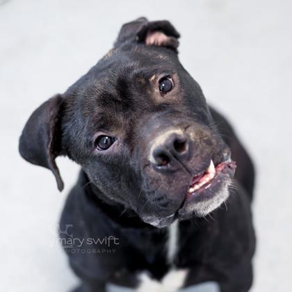 Enlarge Bobo, an adoptable mixed breed in Reisterstown, MD image 1/5