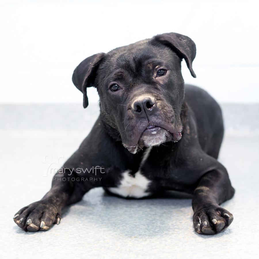 Enlarge Bobo, an adoptable mixed breed in Reisterstown, MD image 3/5