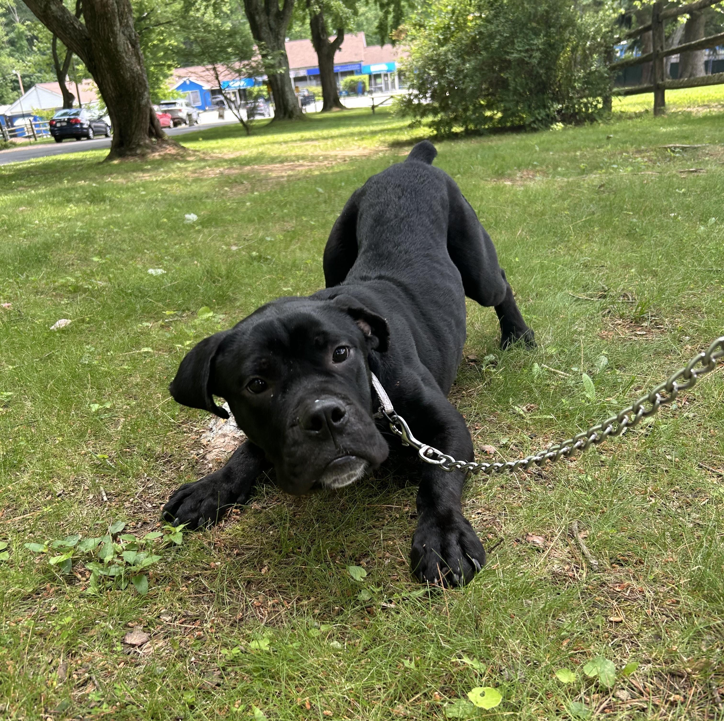 Enlarge Bobo, an adoptable mixed breed in Reisterstown, MD image 4/5