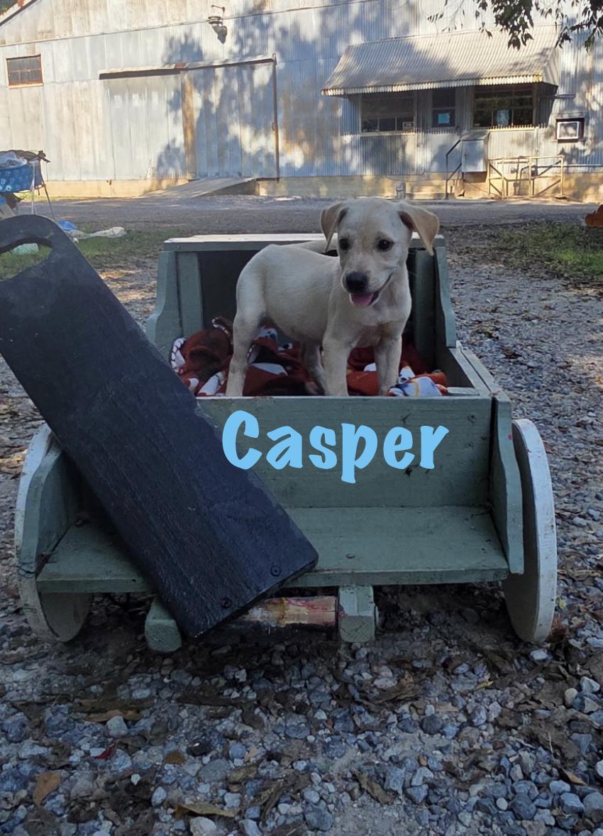 Enlarge Casper, a Adoptable Mixed Breed in Rock Hill, NY image 1/4