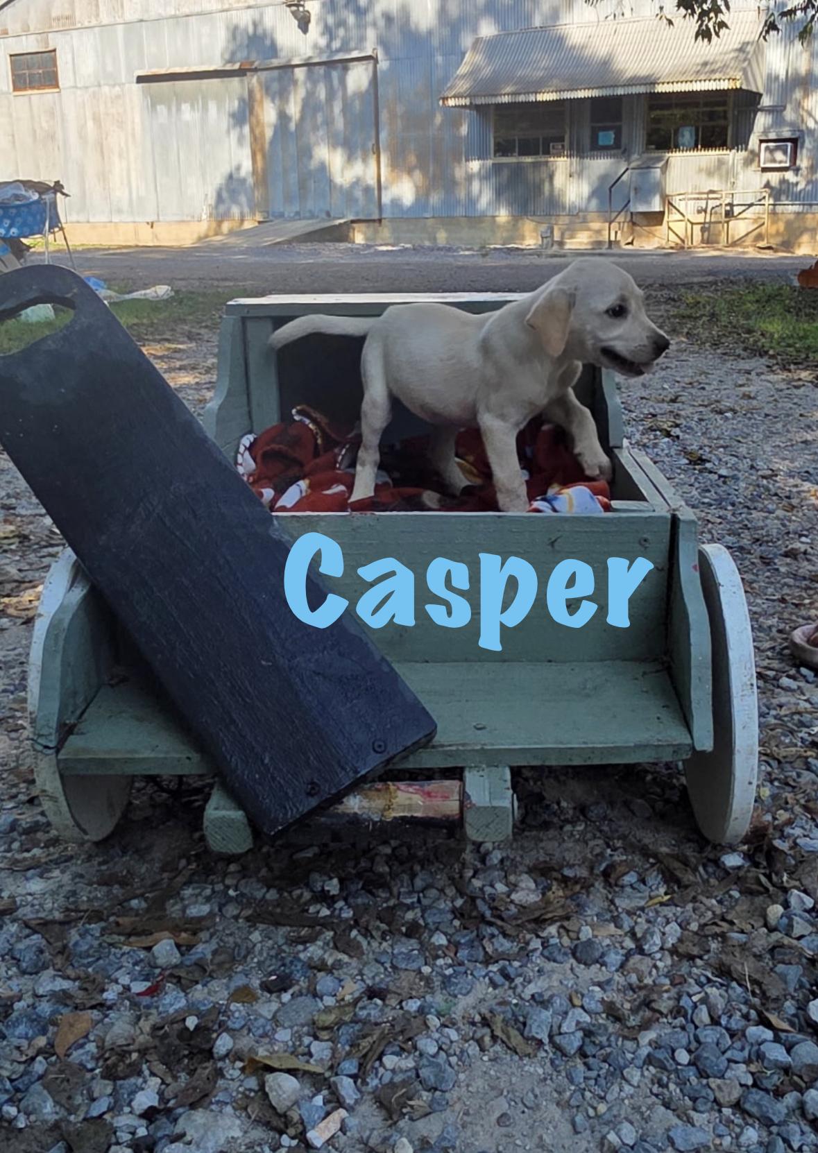 Enlarge Casper, a Adoptable Mixed Breed in Rock Hill, NY image 2/4