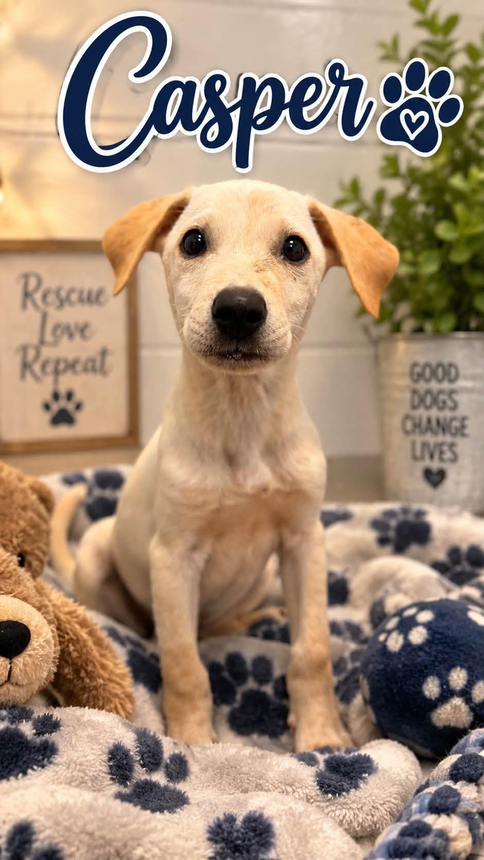 Enlarge Casper, a Adoptable Mixed Breed in Rock Hill, NY image 3/4