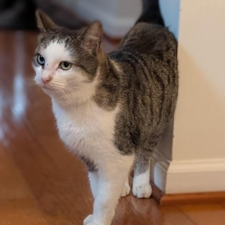 Nimm, ADOPTABLE, Adult Female Tabby & Domestic Short Hair.