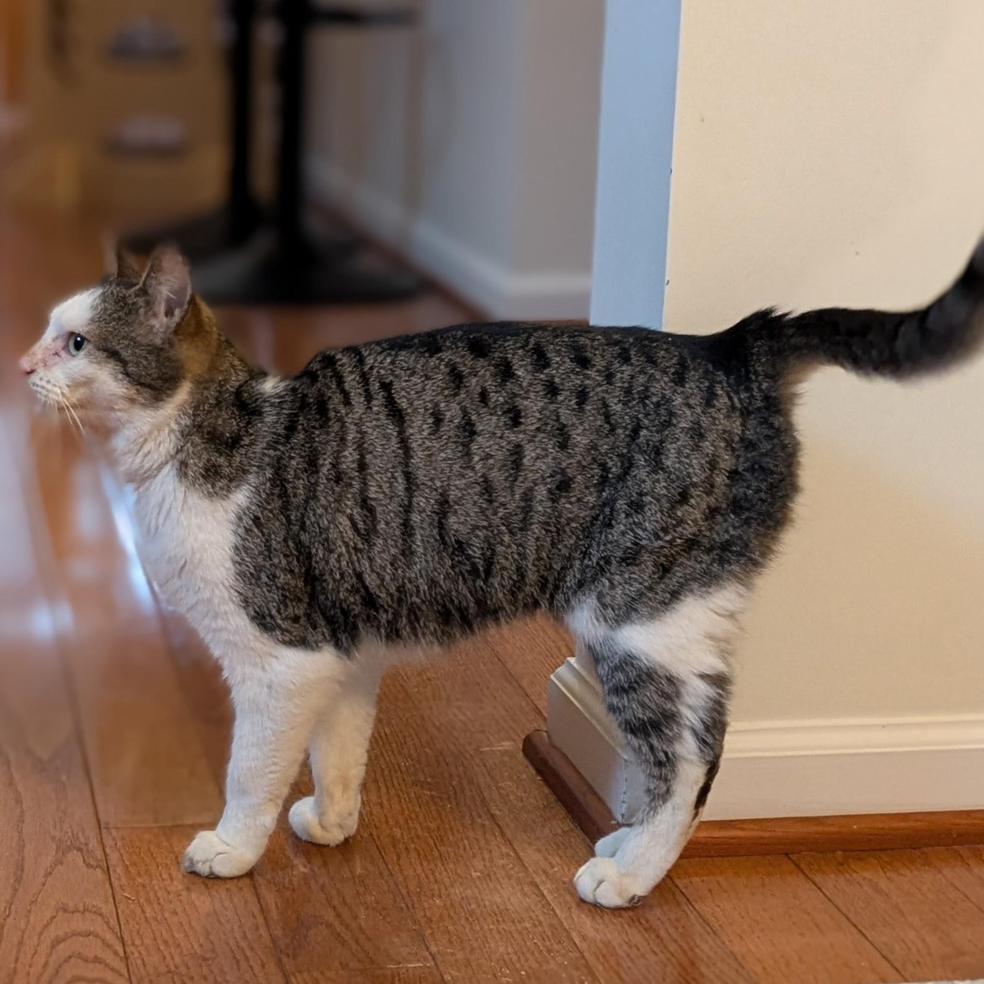 Enlarge Nimm, a ADOPTABLE mixed breed in Hyattsville, MD image 5/5