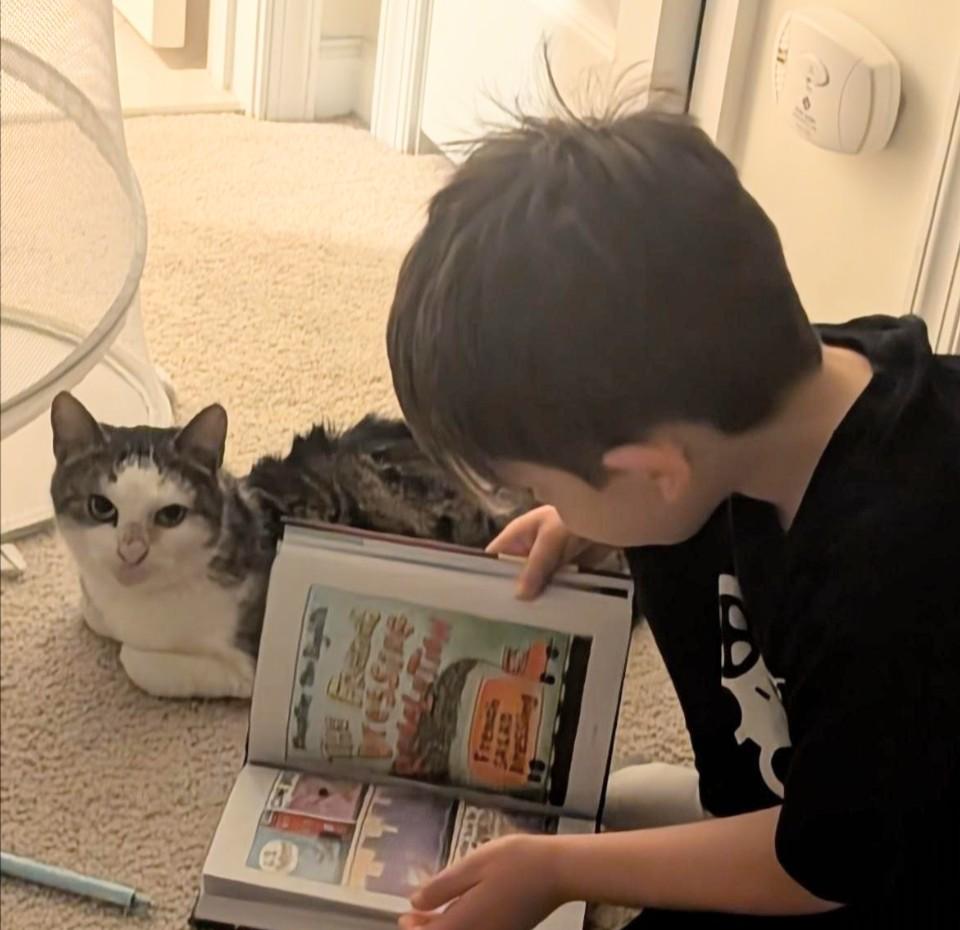 Enlarge Nimm, a ADOPTABLE mixed breed in Hyattsville, MD image 3/5