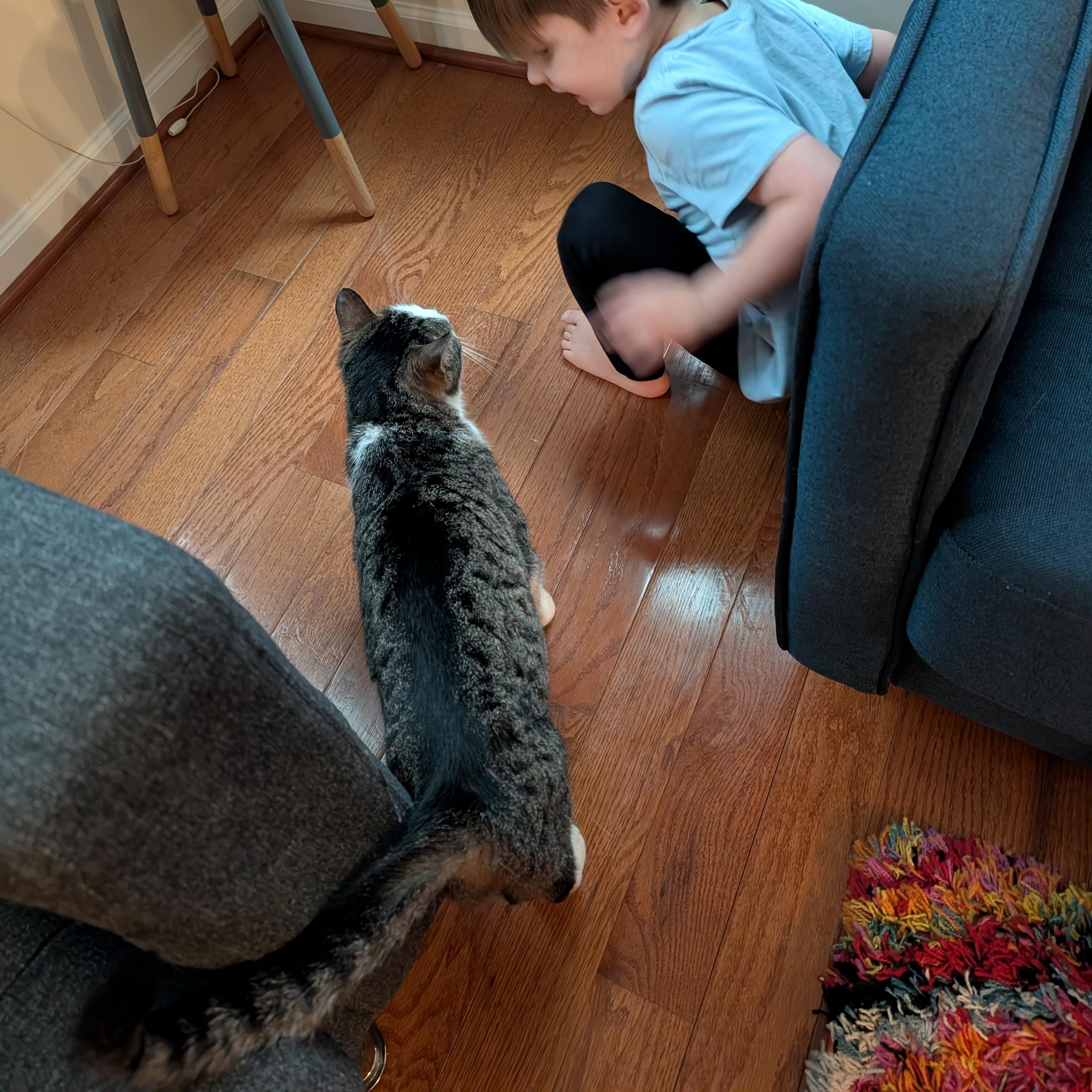 Enlarge Nimm, a ADOPTABLE mixed breed in Hyattsville, MD image 4/5