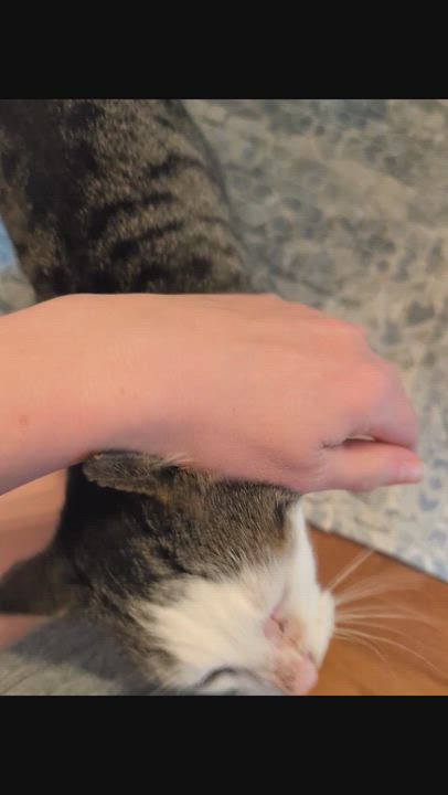 Enlarge Nimm, a ADOPTABLE mixed breed in Hyattsville, MD video 2/5