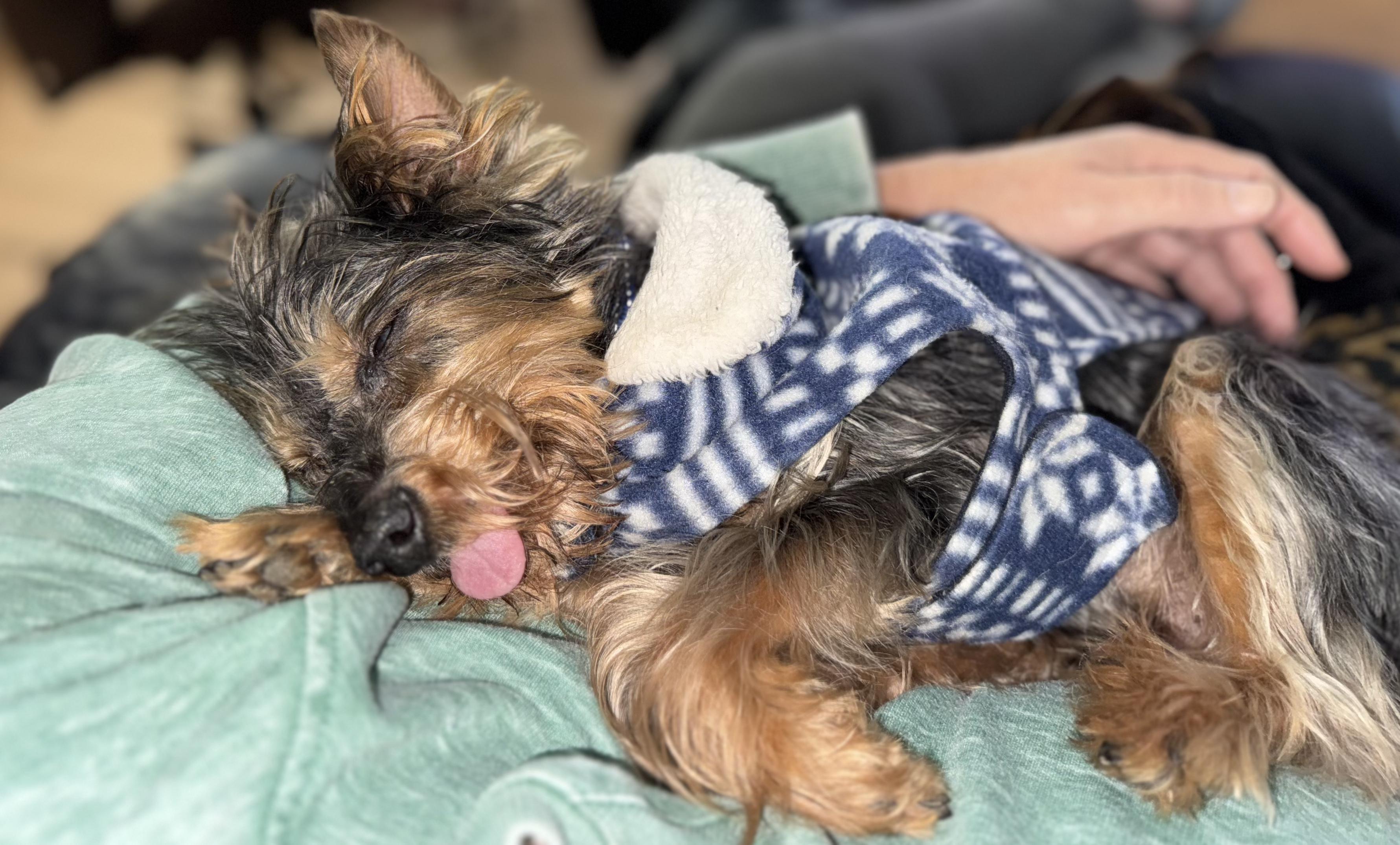 Enlarge Chauncy, a Adopted Yorkshire Terrier in Raleigh, NC image 2/2