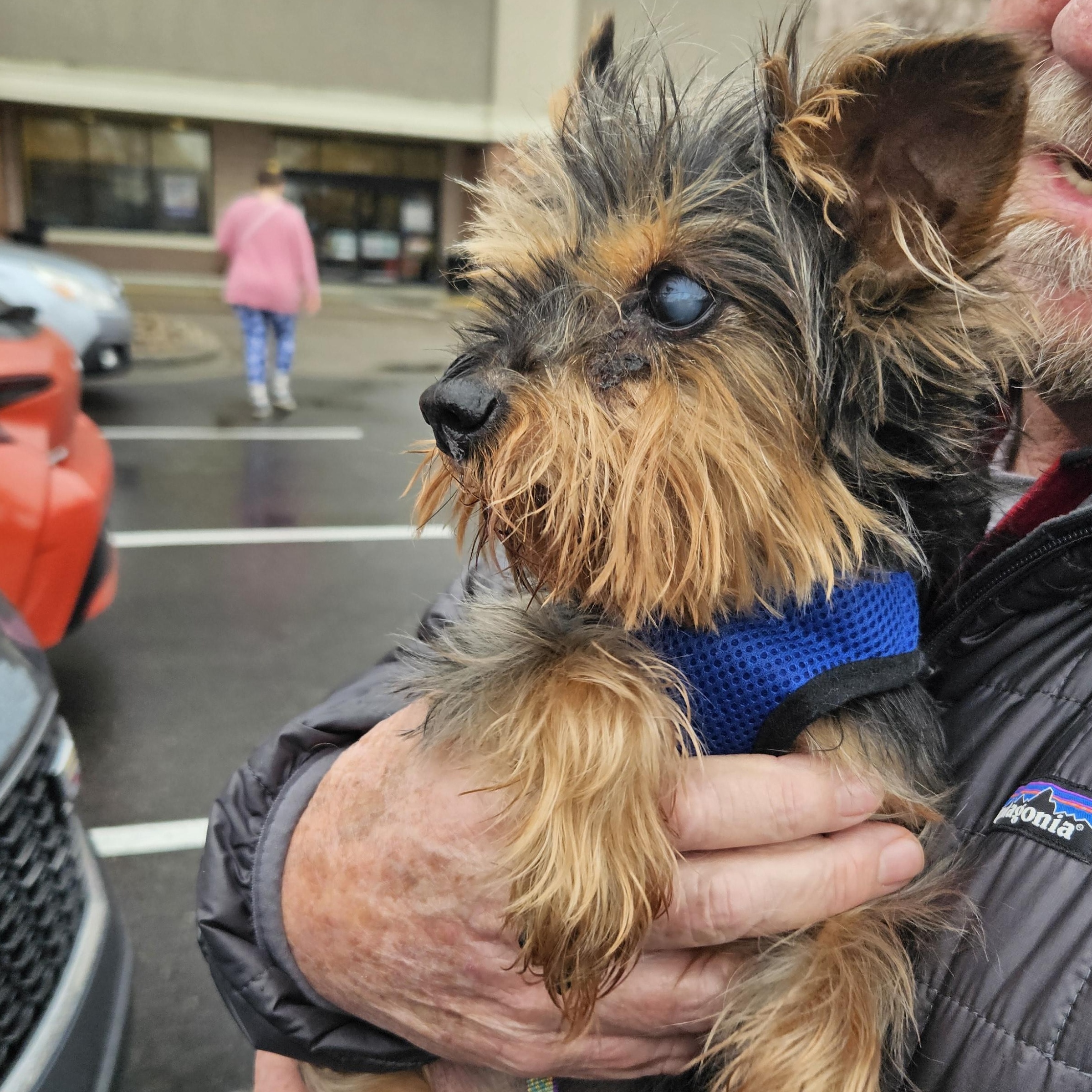 Chauncy, Adopted, Senior Male Yorkshire Terrier.