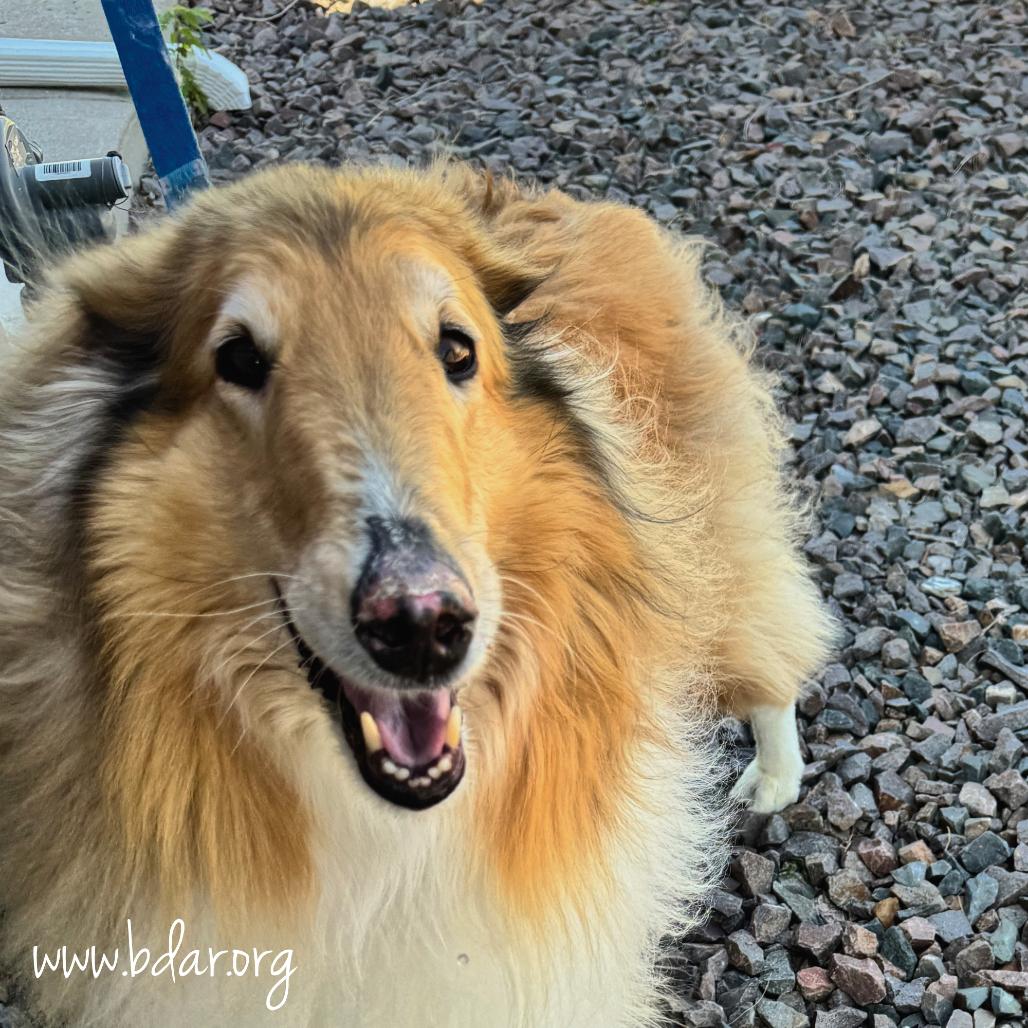 Kona, Adoptable, Senior Male Rough Collie.