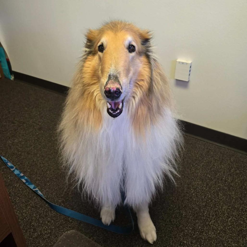 Kona, a Adoptable Rough Collie in Cheyenne, WY image 2/5