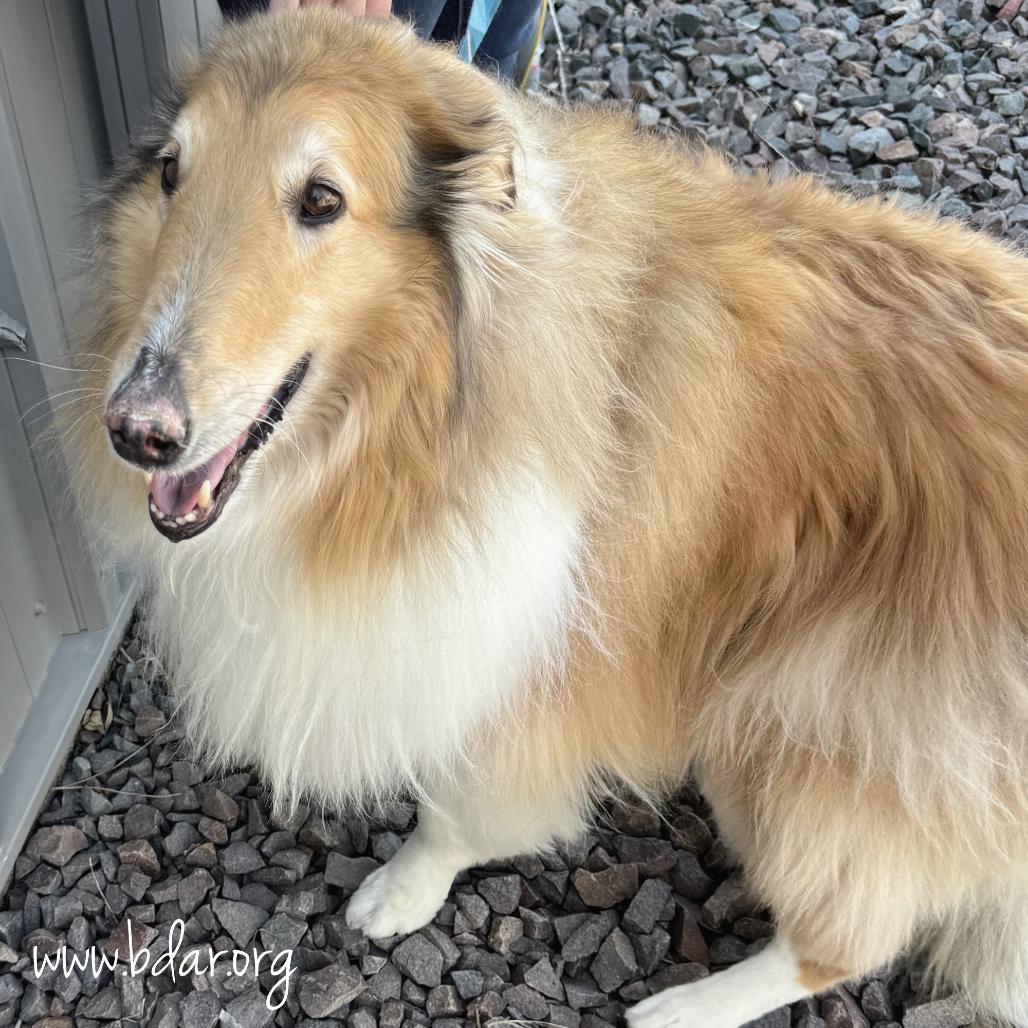Kona, a Adoptable Rough Collie in Cheyenne, WY image 3/5