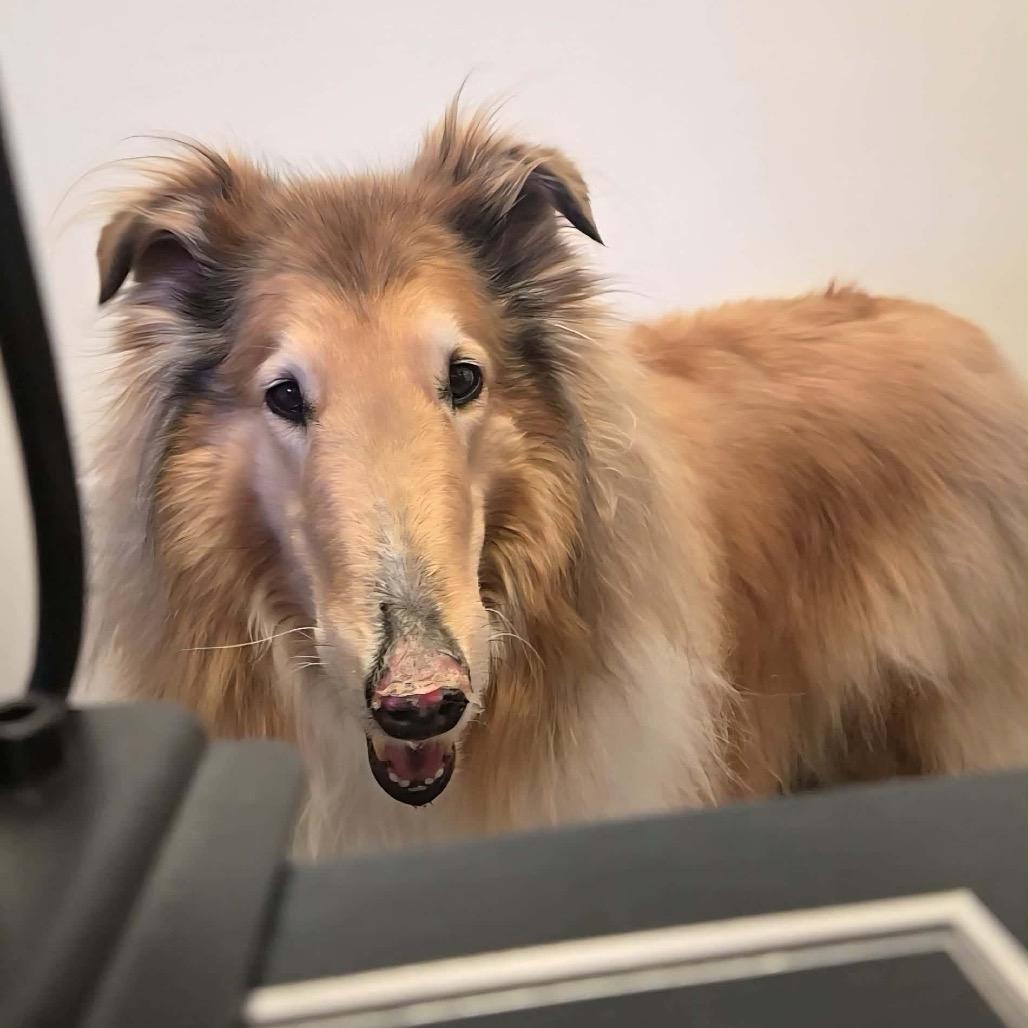 Kona, a Adoptable Rough Collie in Cheyenne, WY image 4/5