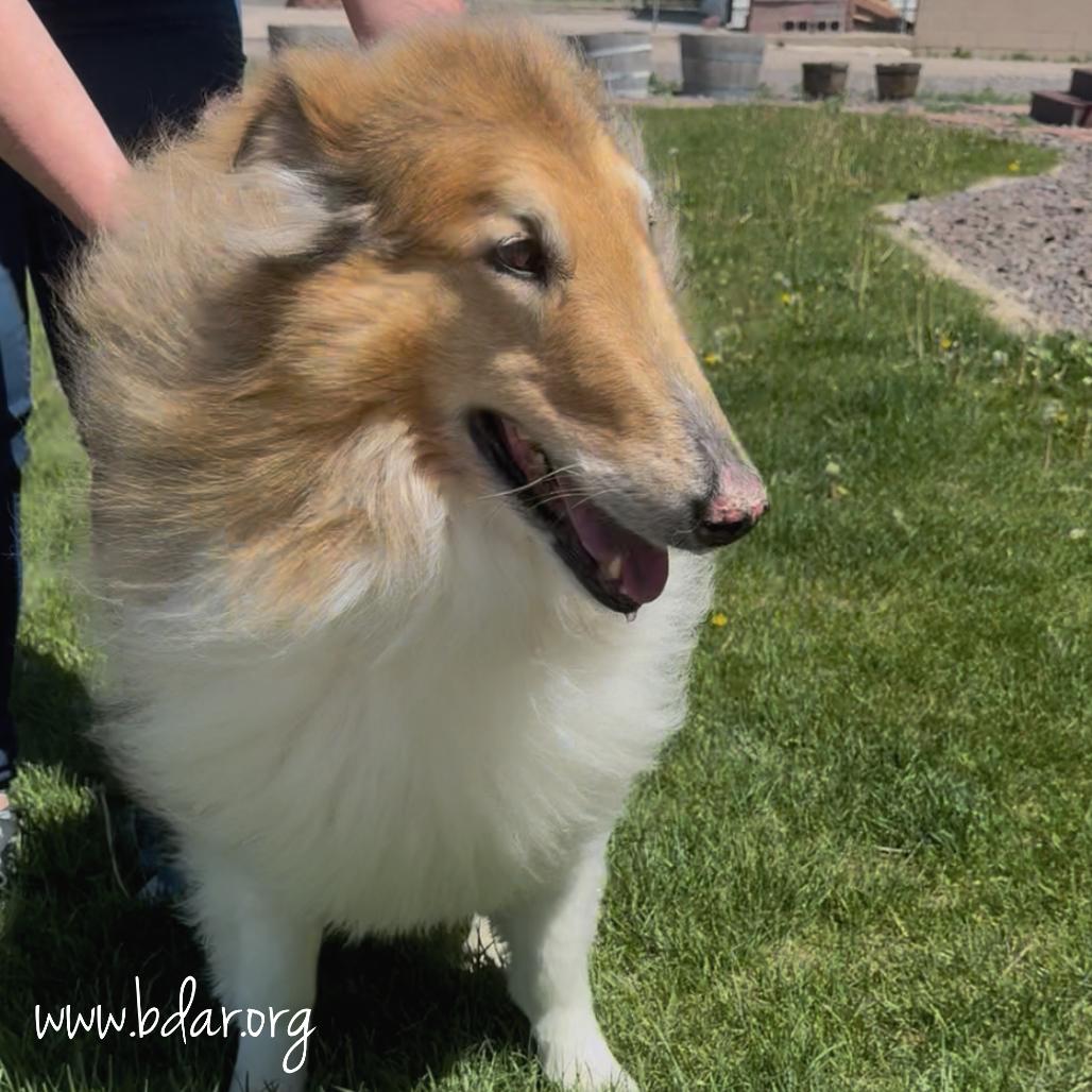 Kona, a Adoptable Rough Collie in Cheyenne, WY image 5/5