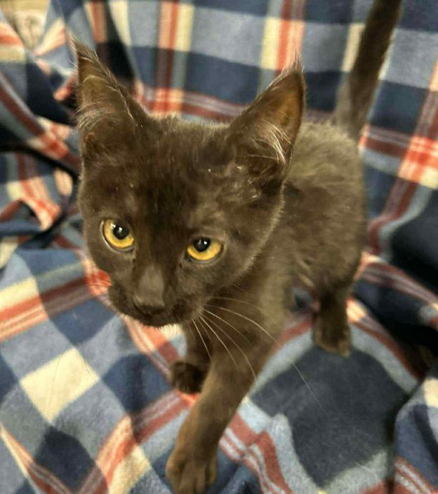 Kittens in Soldotna, ADOPTABLE, Kitten Male Domestic Short Hair.