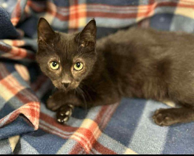 Kittens in Soldotna, ADOPTABLE, Kitten Male Domestic Short Hair.
