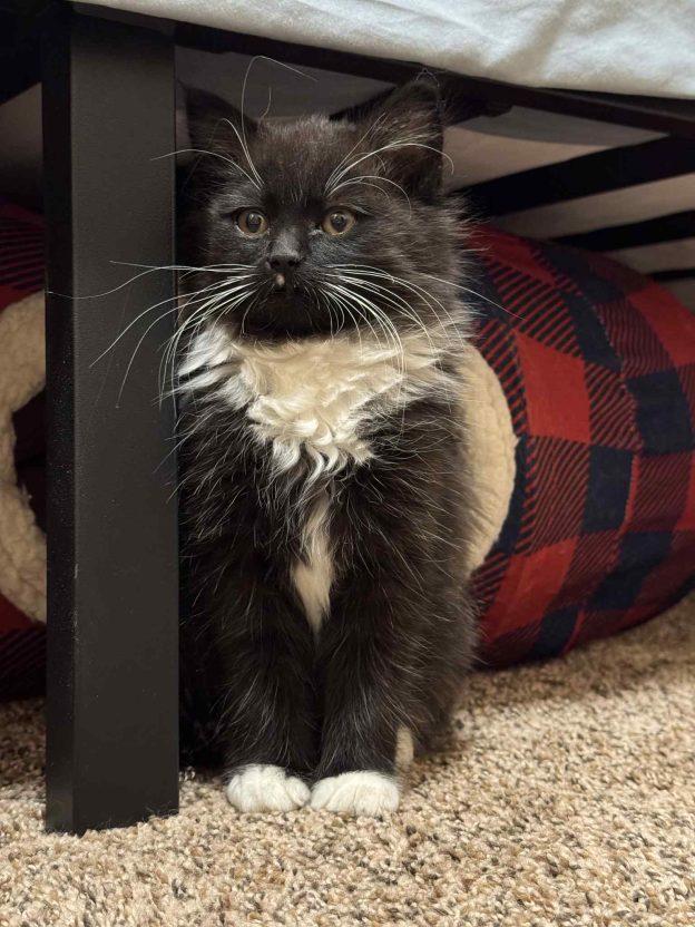 Enlarge Kittens in Soldotna, a ADOPTABLE Domestic Short Hair in Kenai, AK image 3/3