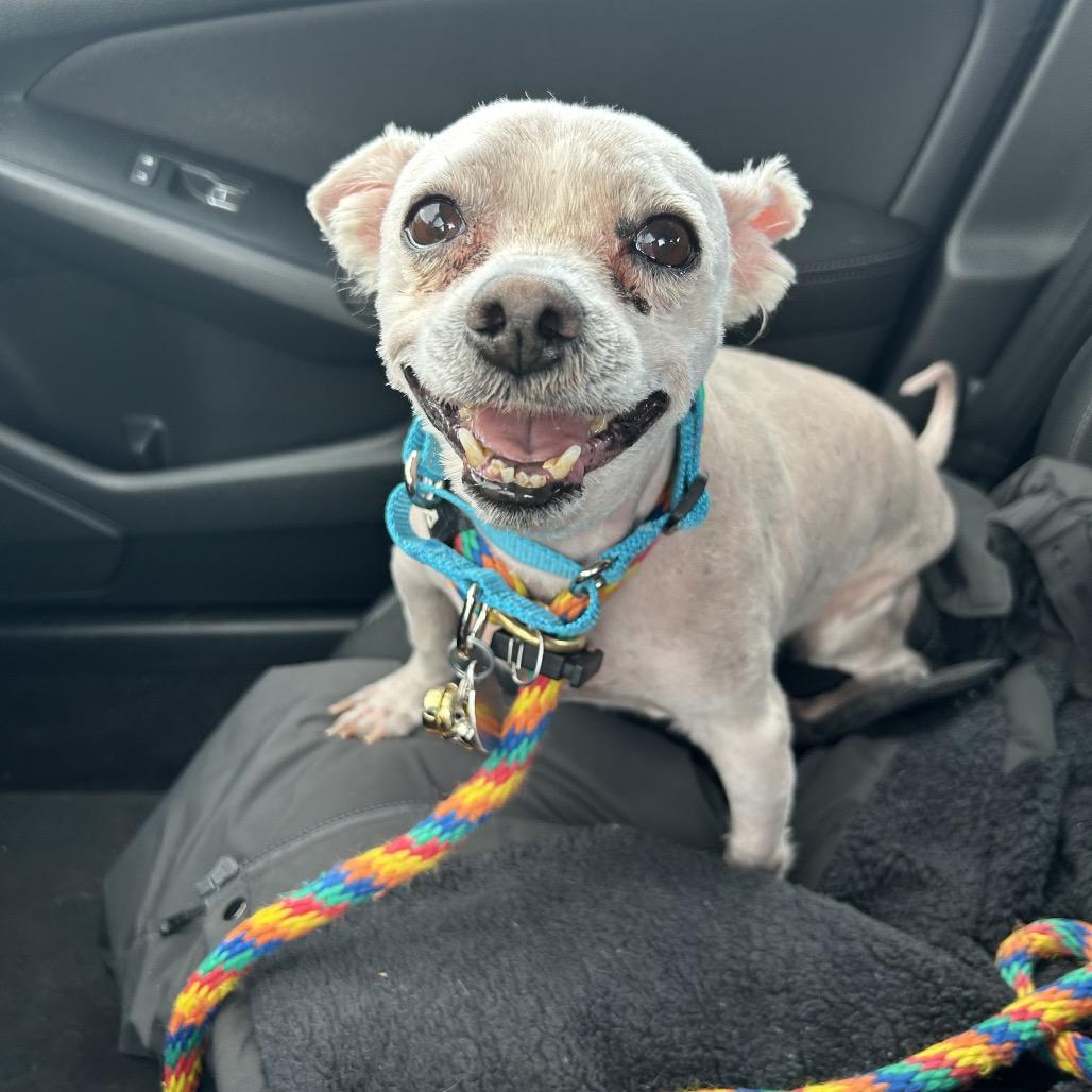 Silas, Adoptable, Senior Male Mixed Breed.