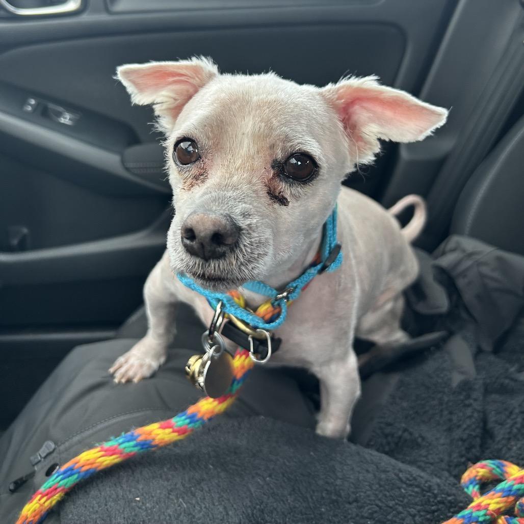 Silas, a Adoptable Mixed Breed in Salt Lake City, UT image 4/6