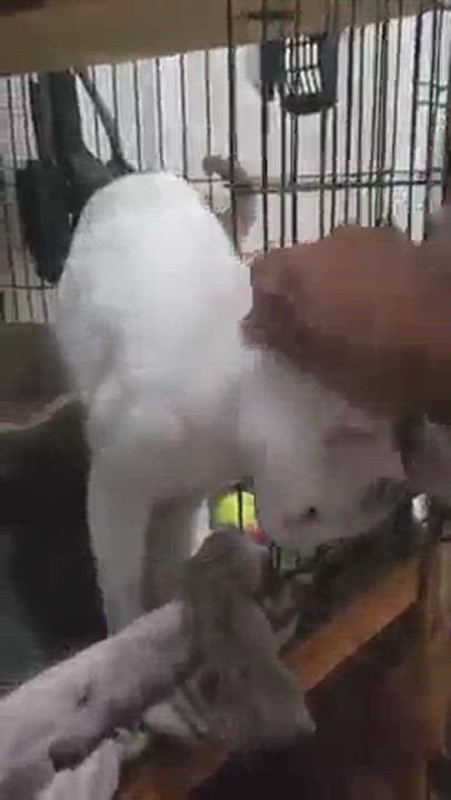 Enlarge SNOWY, a Adoptable mixed breed in Brooklyn, NY video 6/11