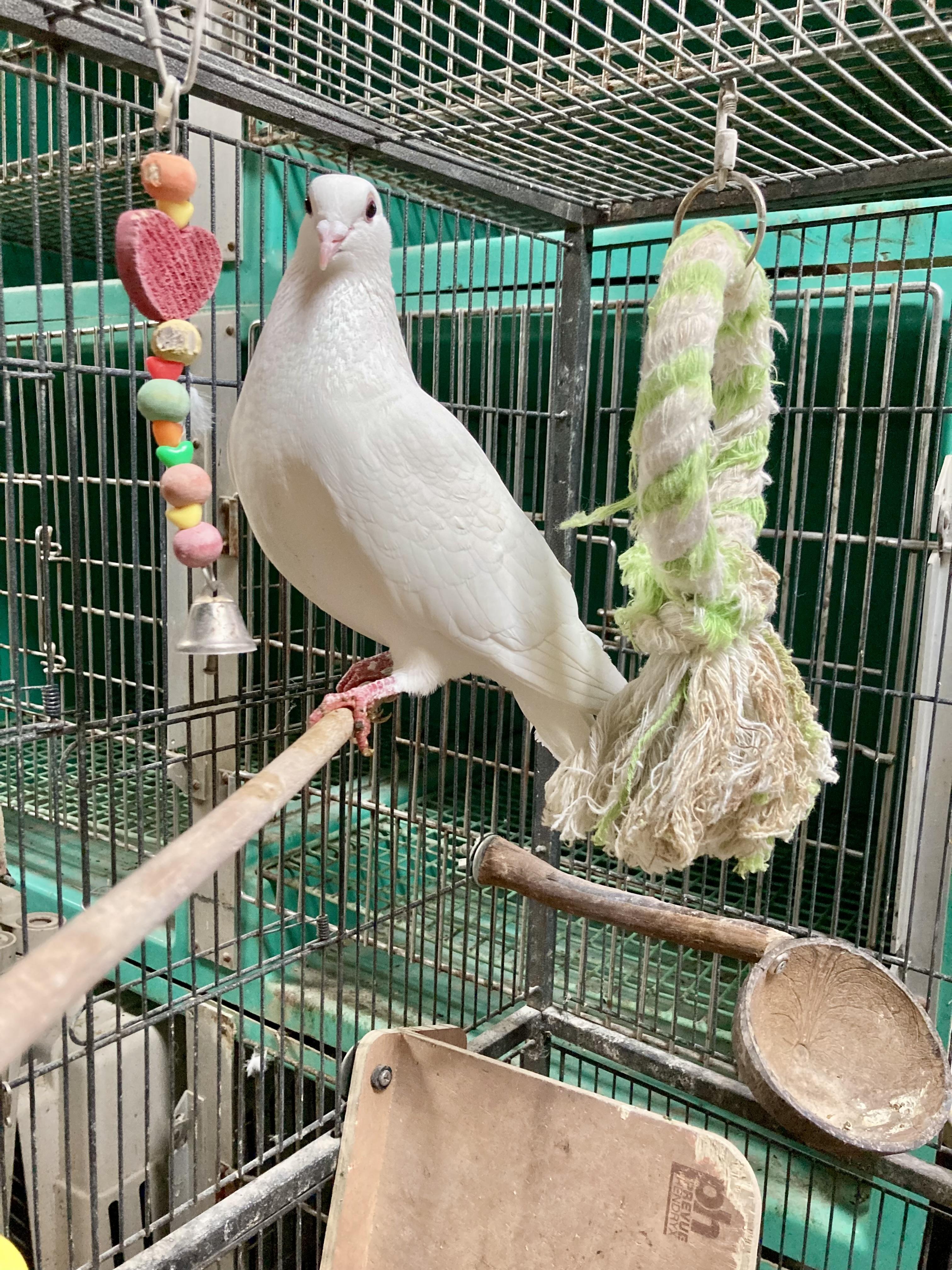 Enlarge Felicia, a Adopted mixed breed in East Hartland, CT image 1/3