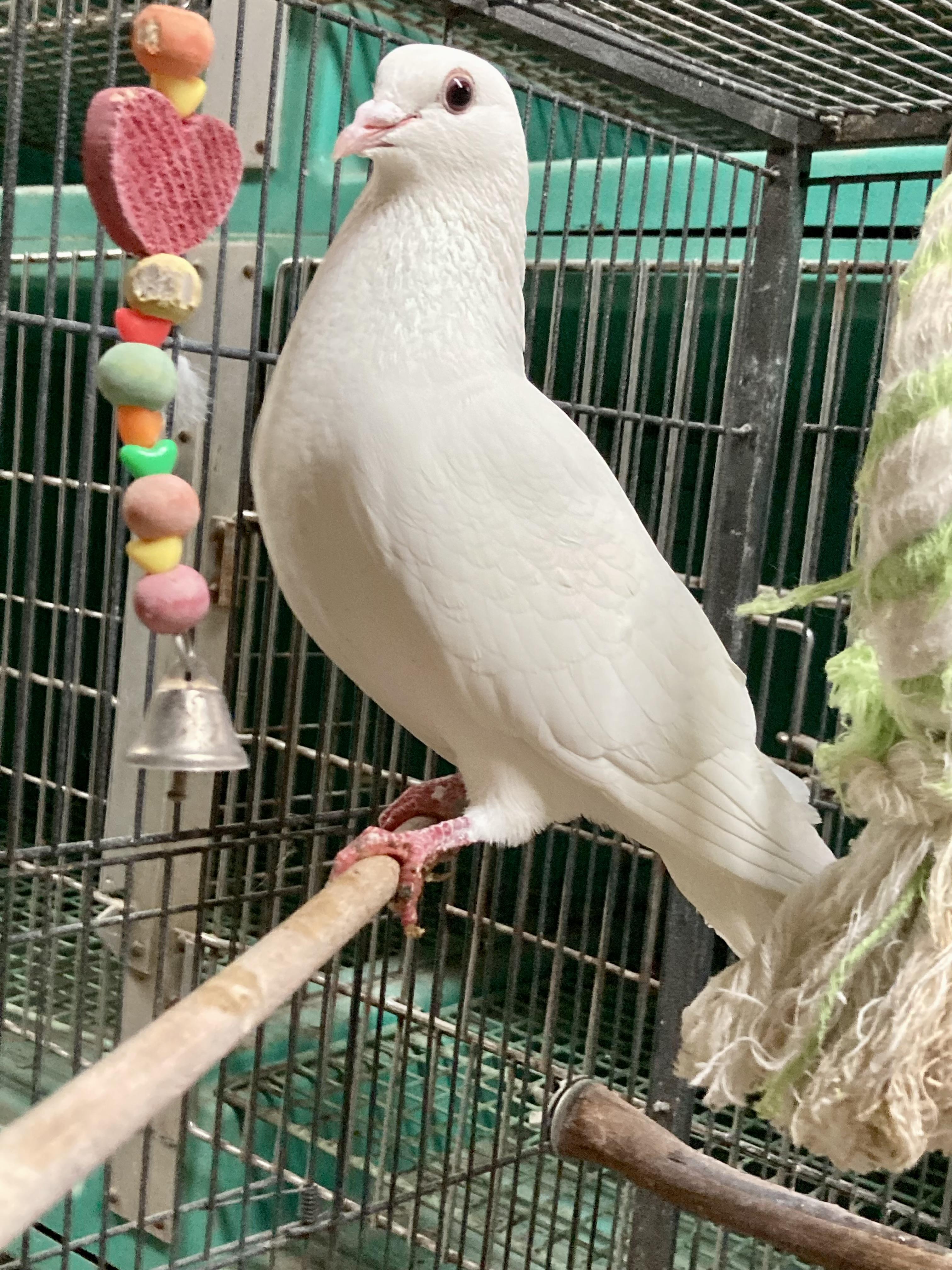 Felicia, Adopted, Adult Female Dove & Pigeon.