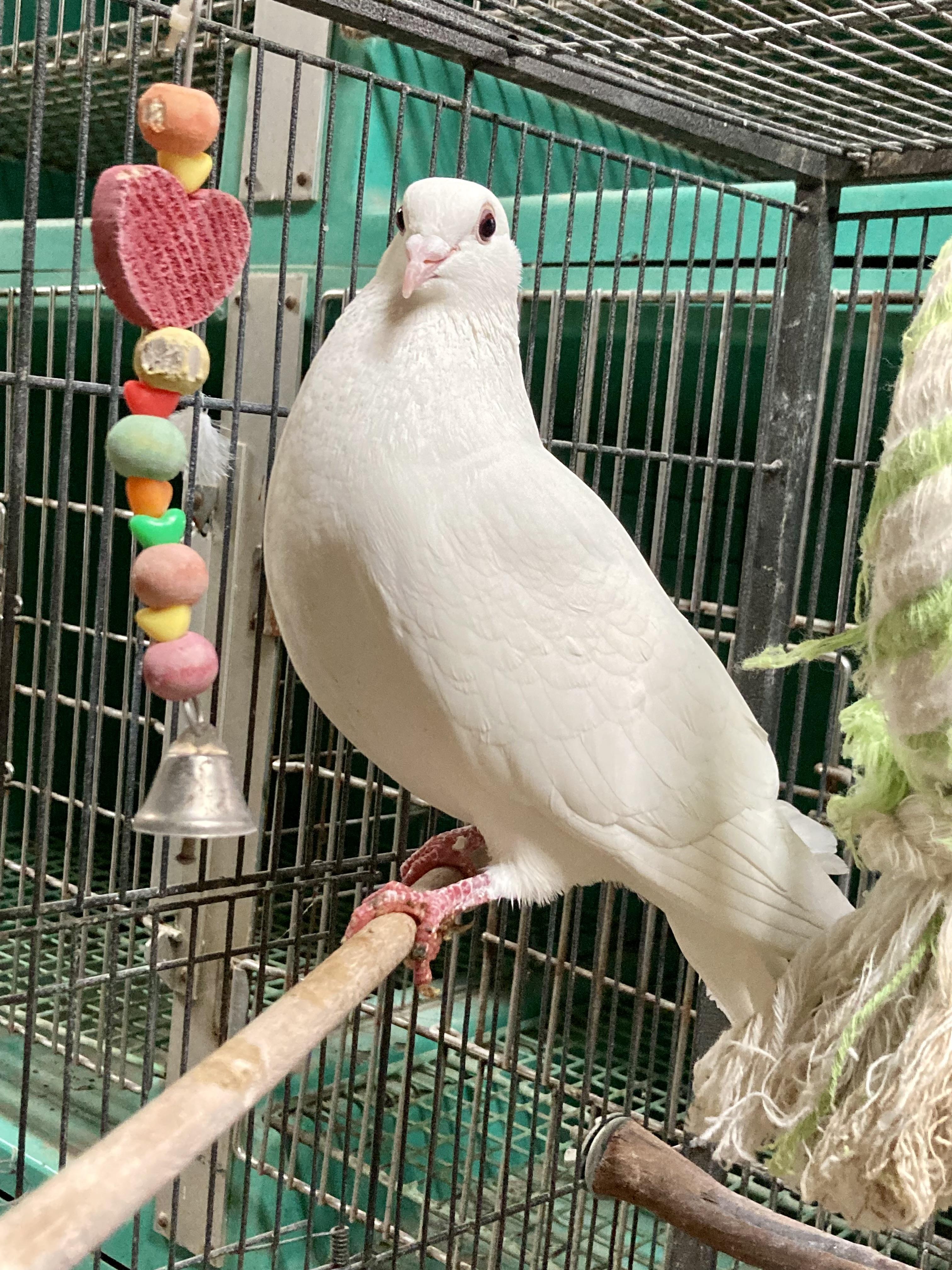 Enlarge Felicia, a Adopted mixed breed in East Hartland, CT image 3/3