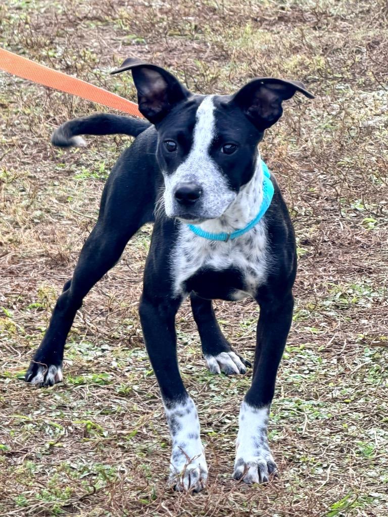 Enlarge Bard, a Adoptable mixed breed in Cape Coral, FL image 1/1