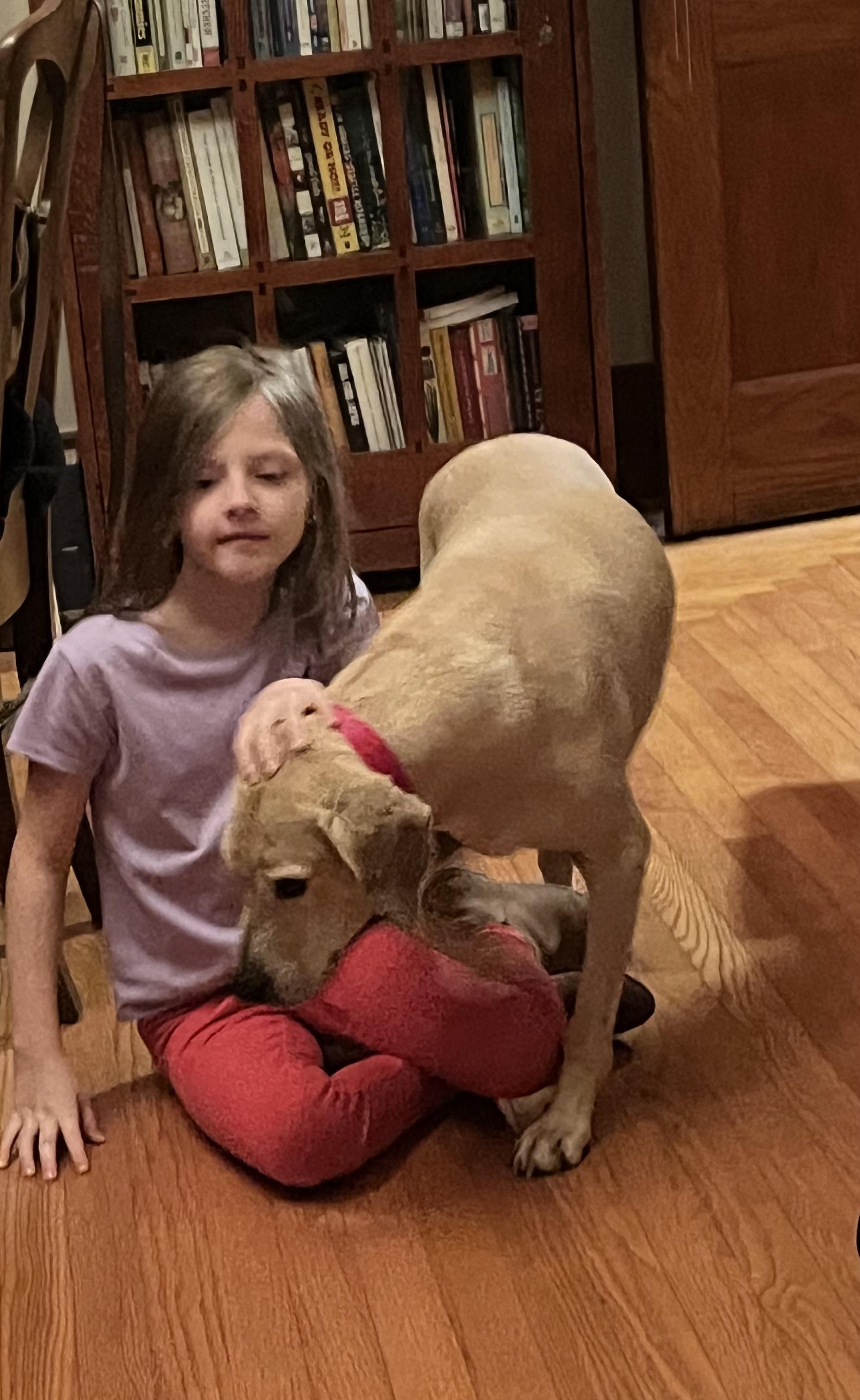 Lenny, an adopted Yellow Labrador Retriever in Maryville, TN image 5/5