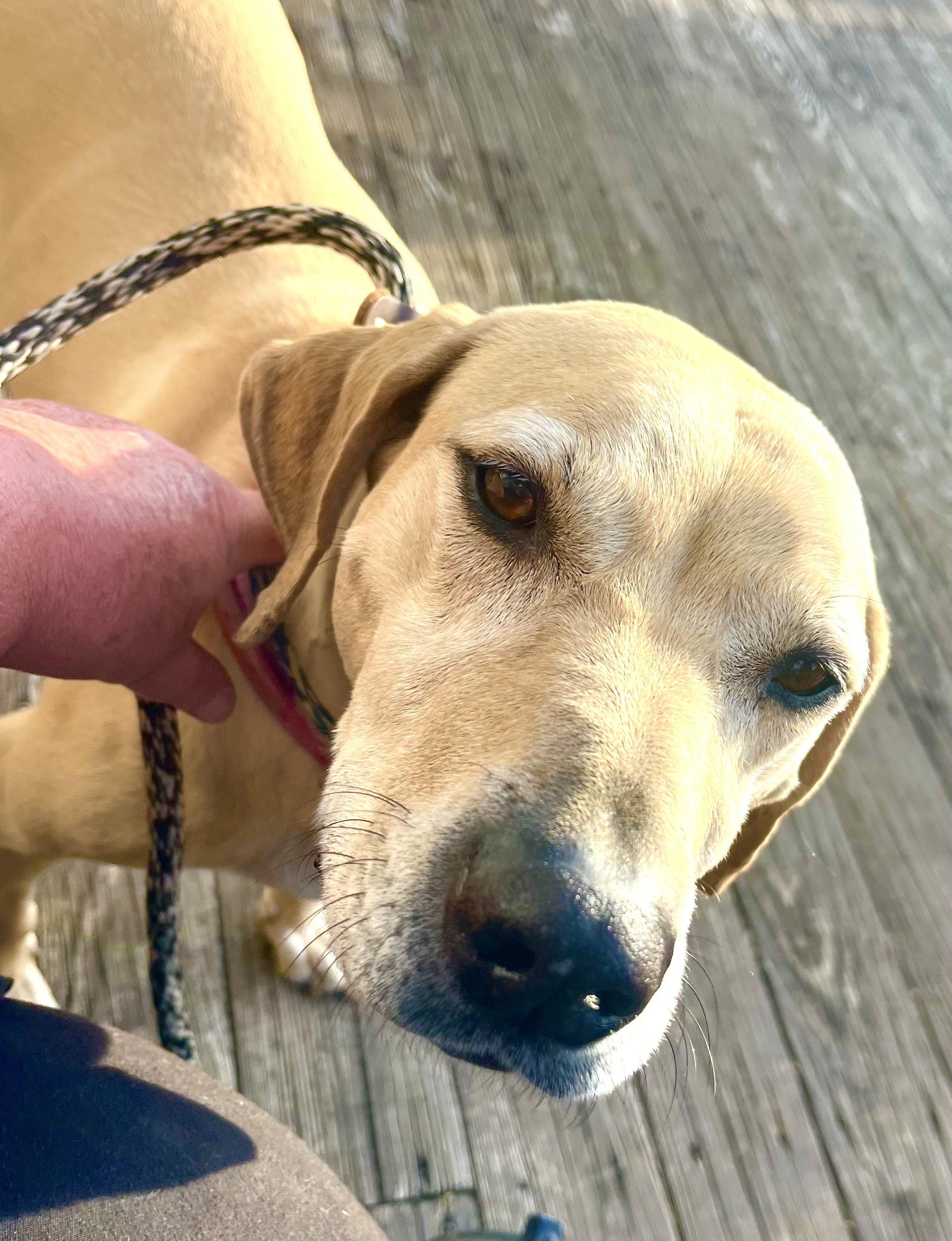 Lenny, an adopted Yellow Labrador Retriever in Maryville, TN image 4/5