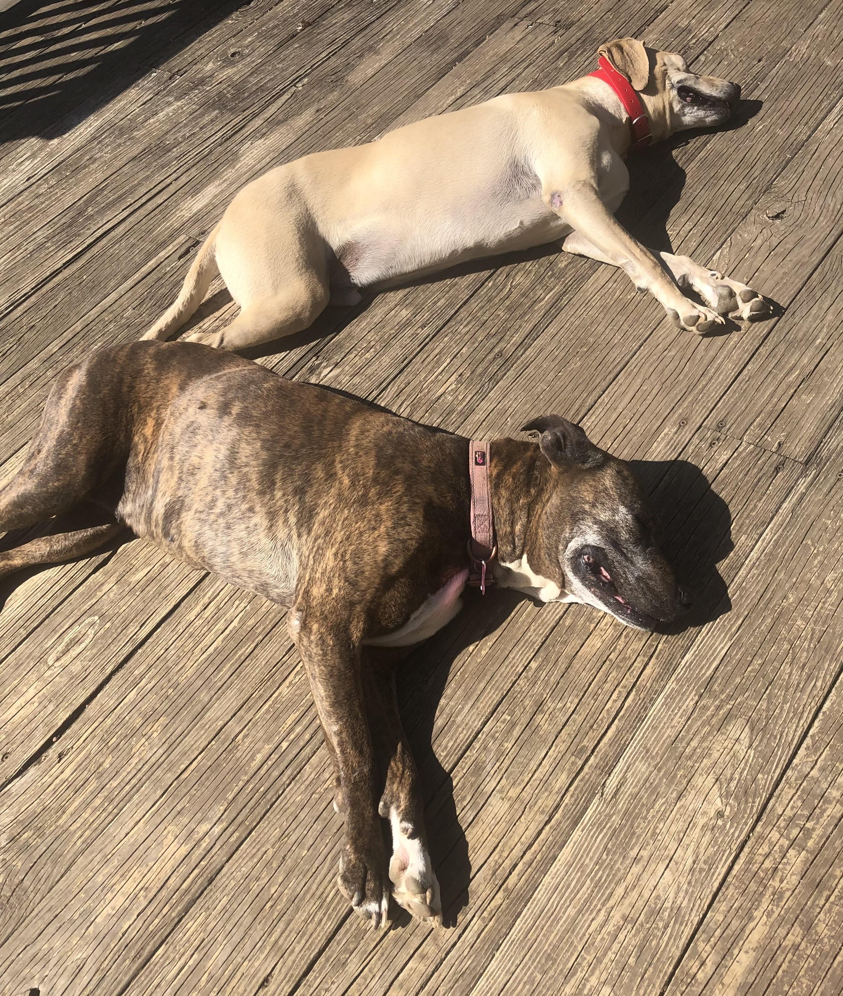 Lenny, an adopted Yellow Labrador Retriever in Maryville, TN image 2/5