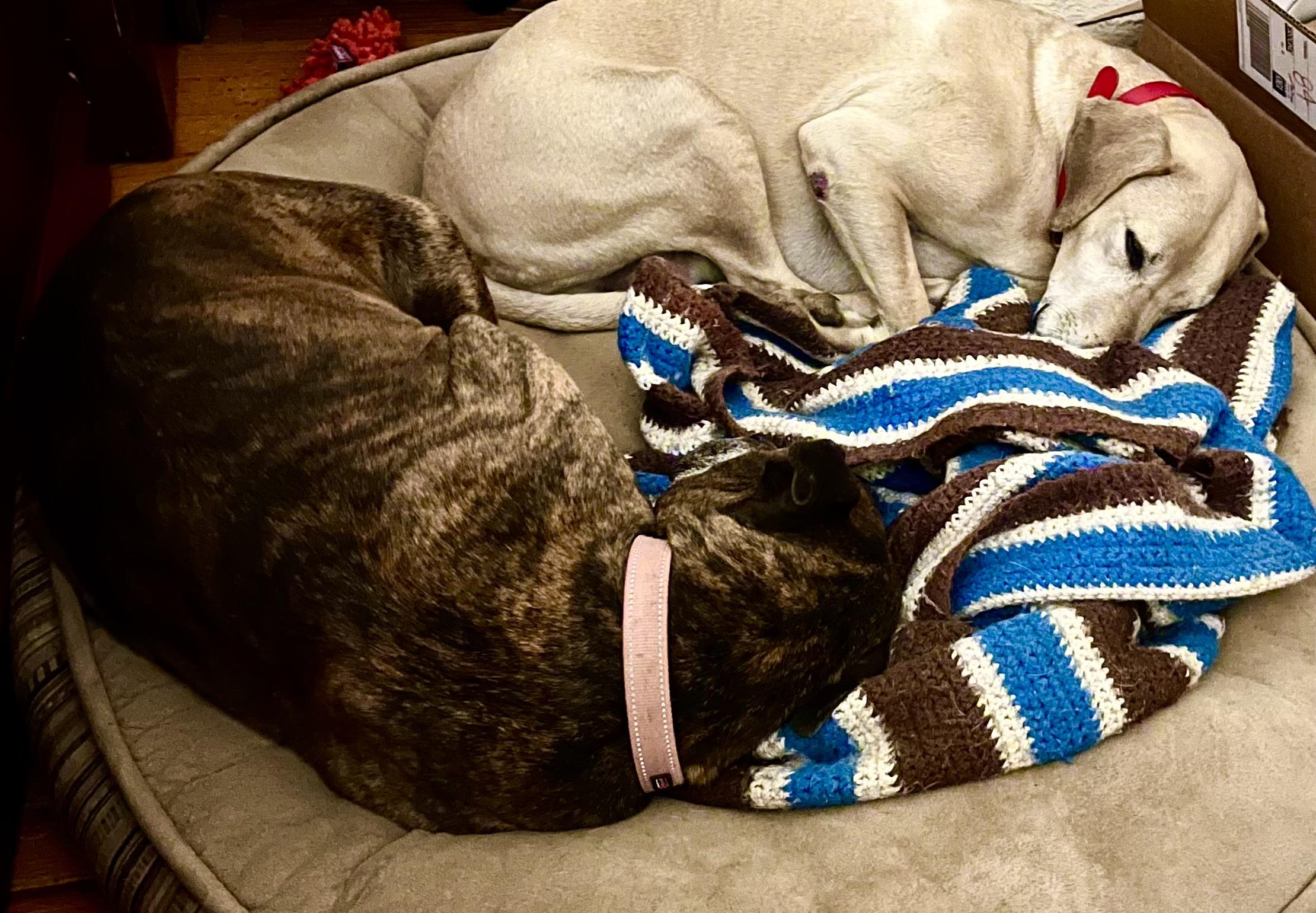 Lenny, an adopted Yellow Labrador Retriever in Maryville, TN image 3/5