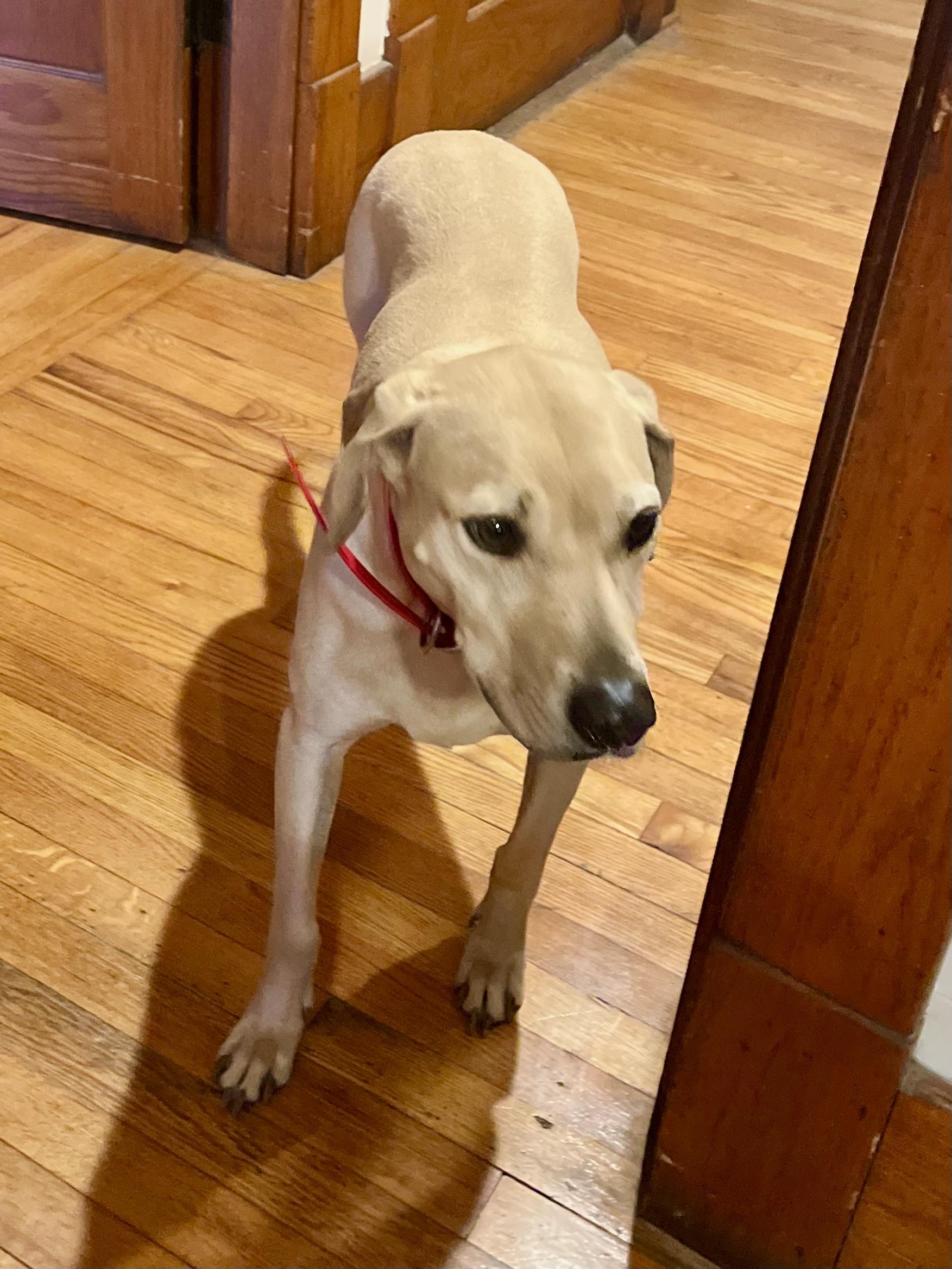 Lenny, an adopted Yellow Labrador Retriever in Maryville, TN image 1/5
