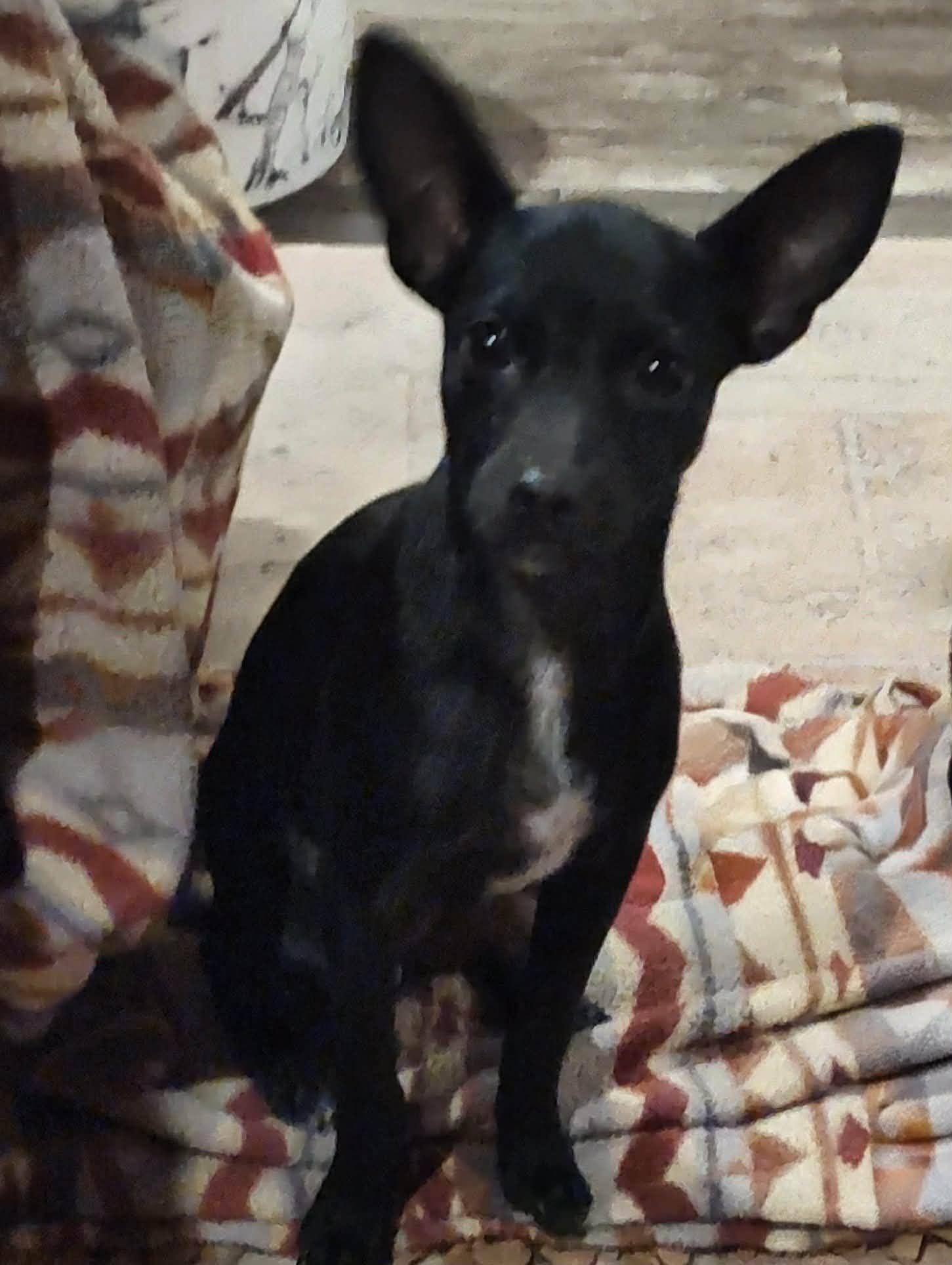 Payton, an adopted Chihuahua in Wausau, WI image 3/6