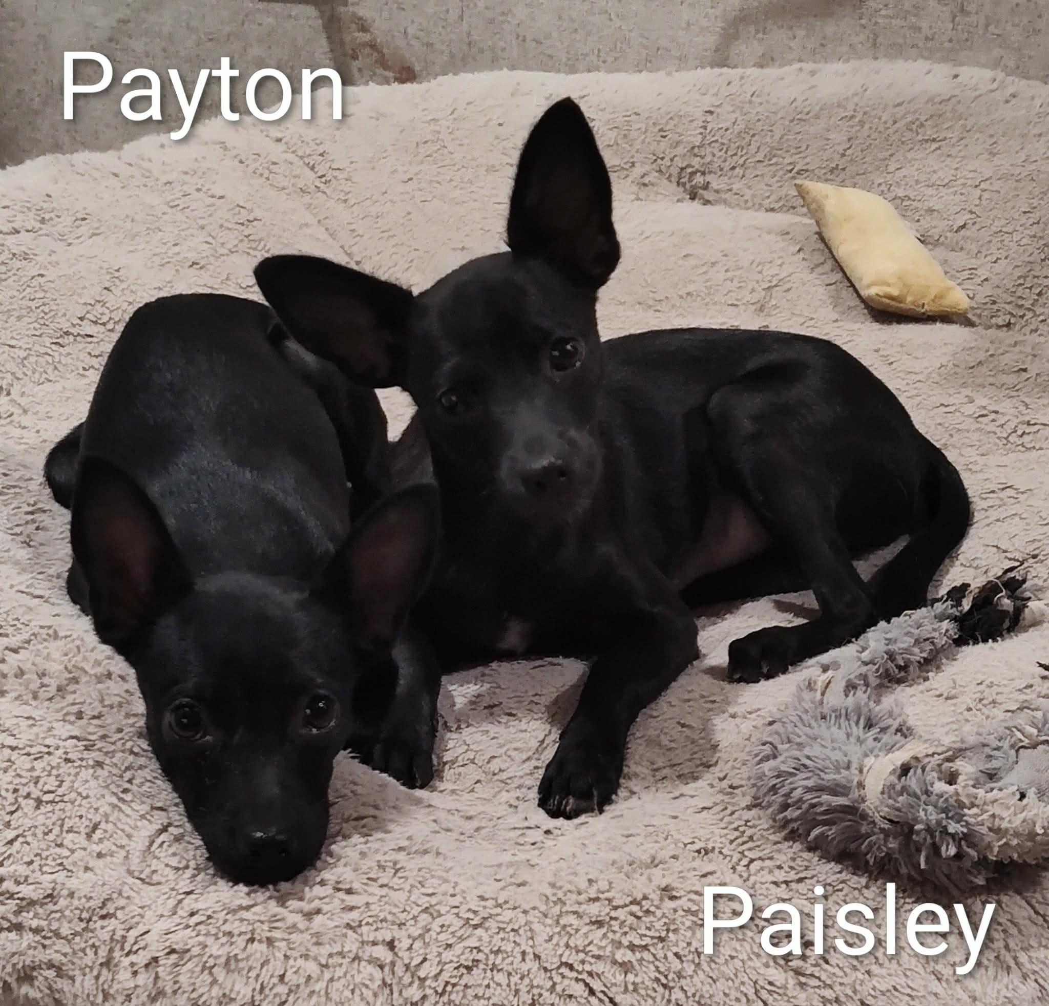 Payton, an adopted Chihuahua in Wausau, WI image 6/6
