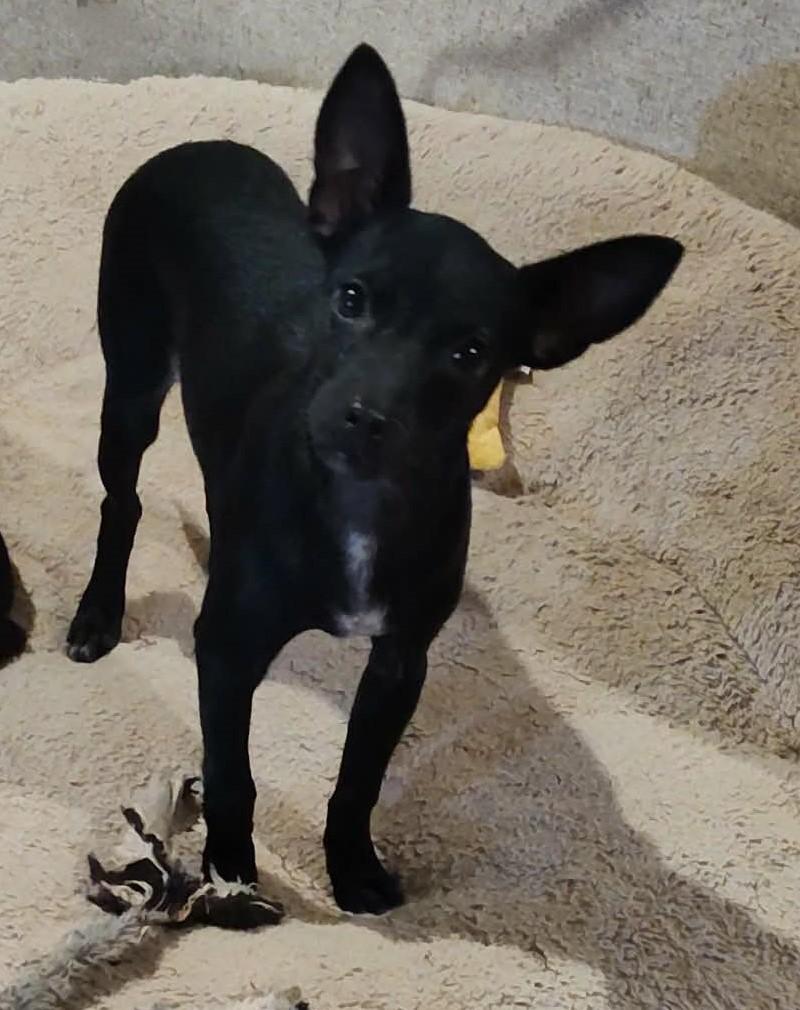 Payton, an adopted Chihuahua in Wausau, WI image 2/6