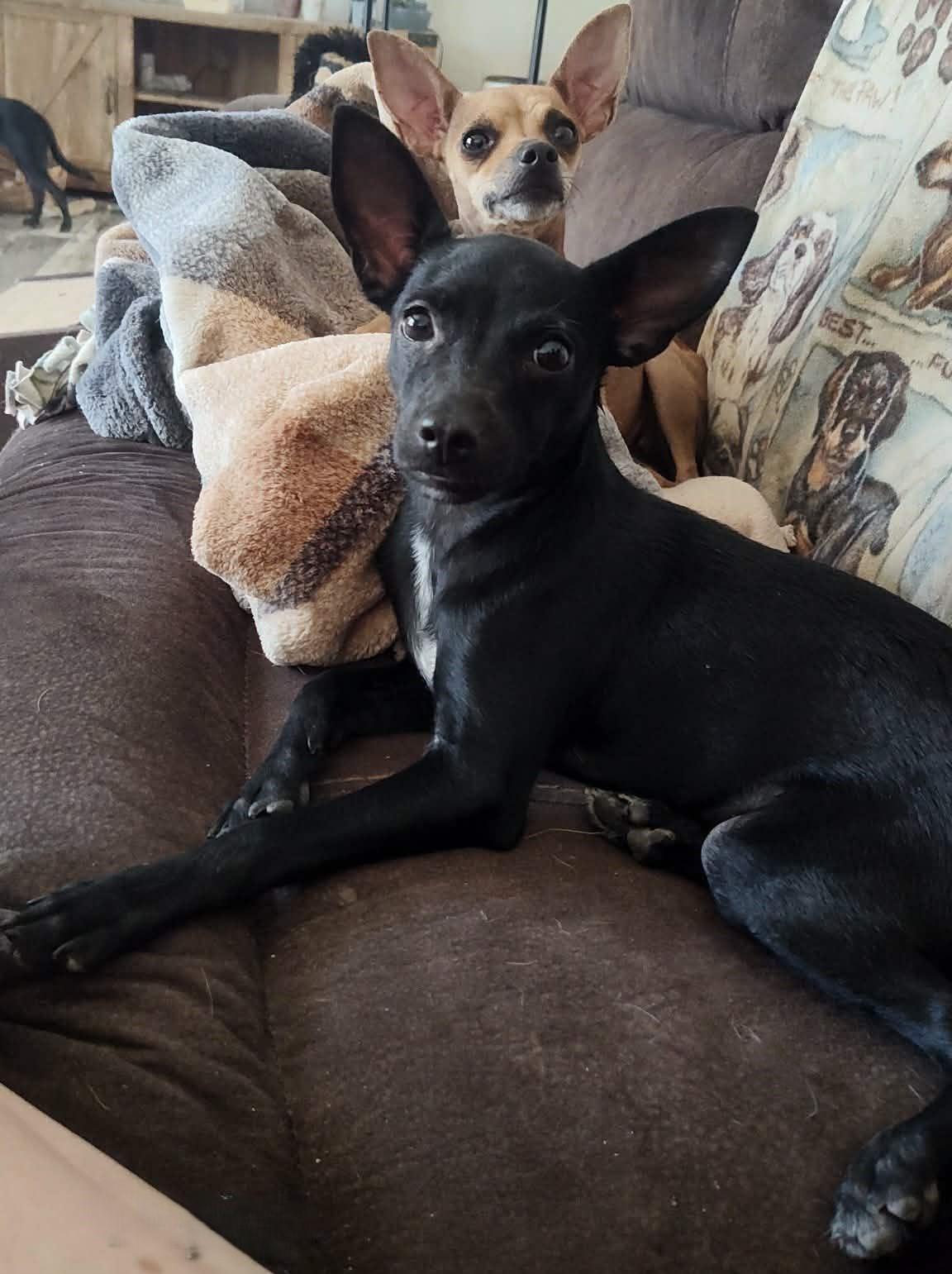 Payton, an adopted Chihuahua in Wausau, WI image 5/6